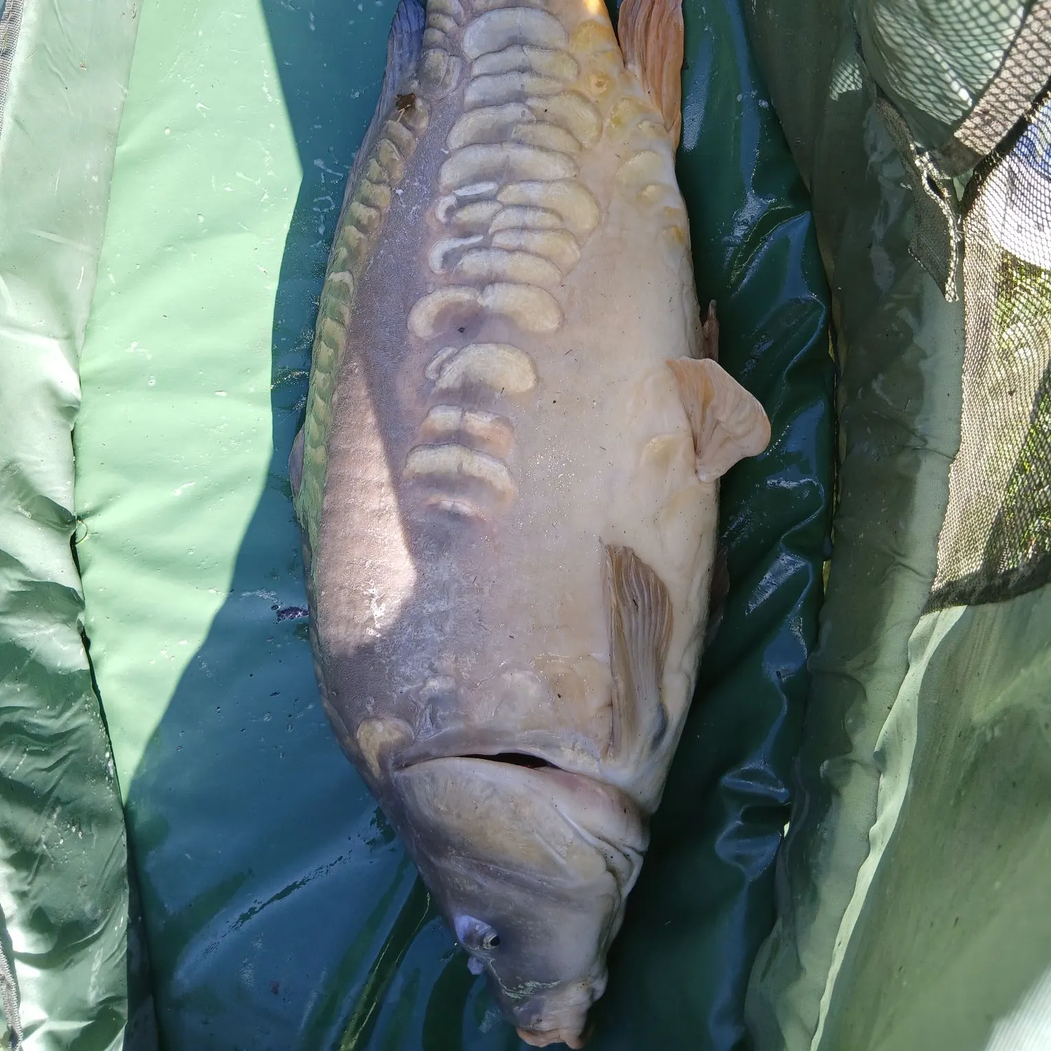 The most recent Mirror carp catches on Fishbrain