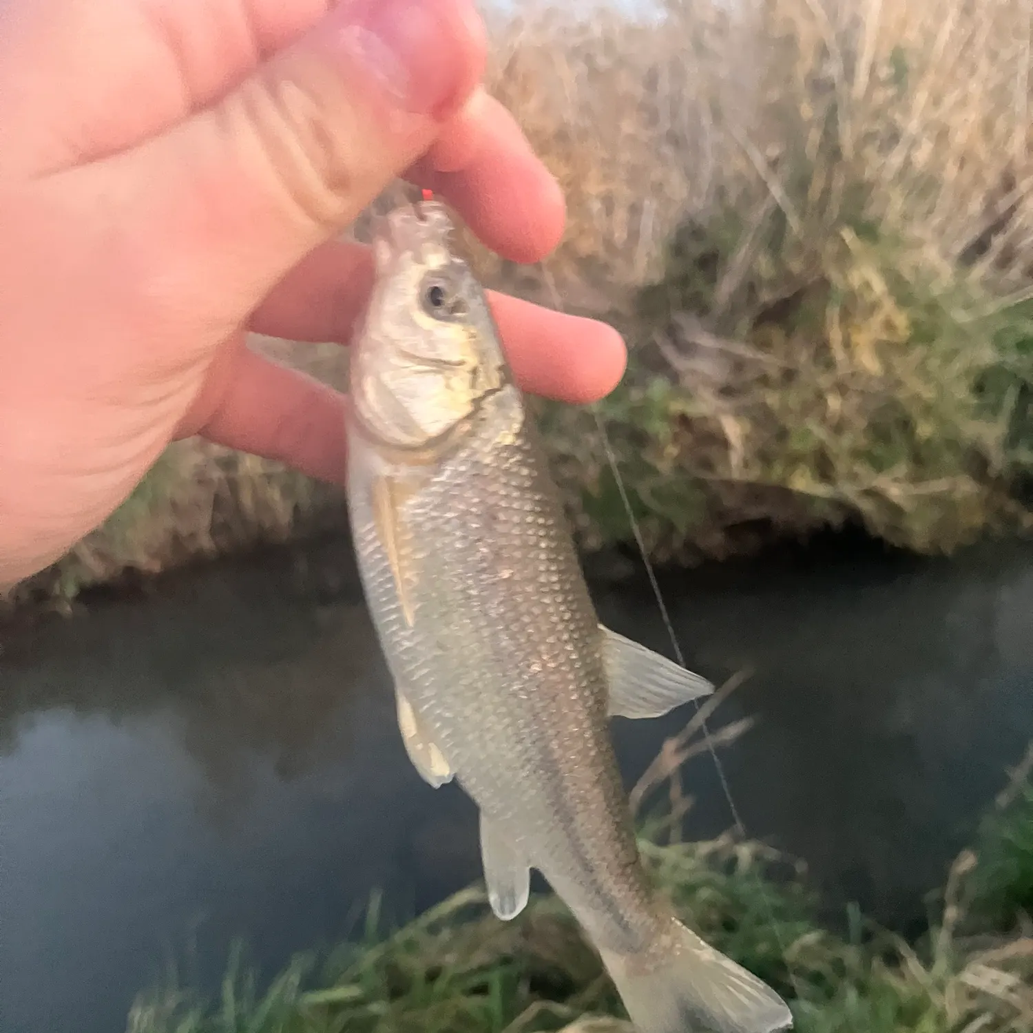 The most recent Utah chub catches on Fishbrain