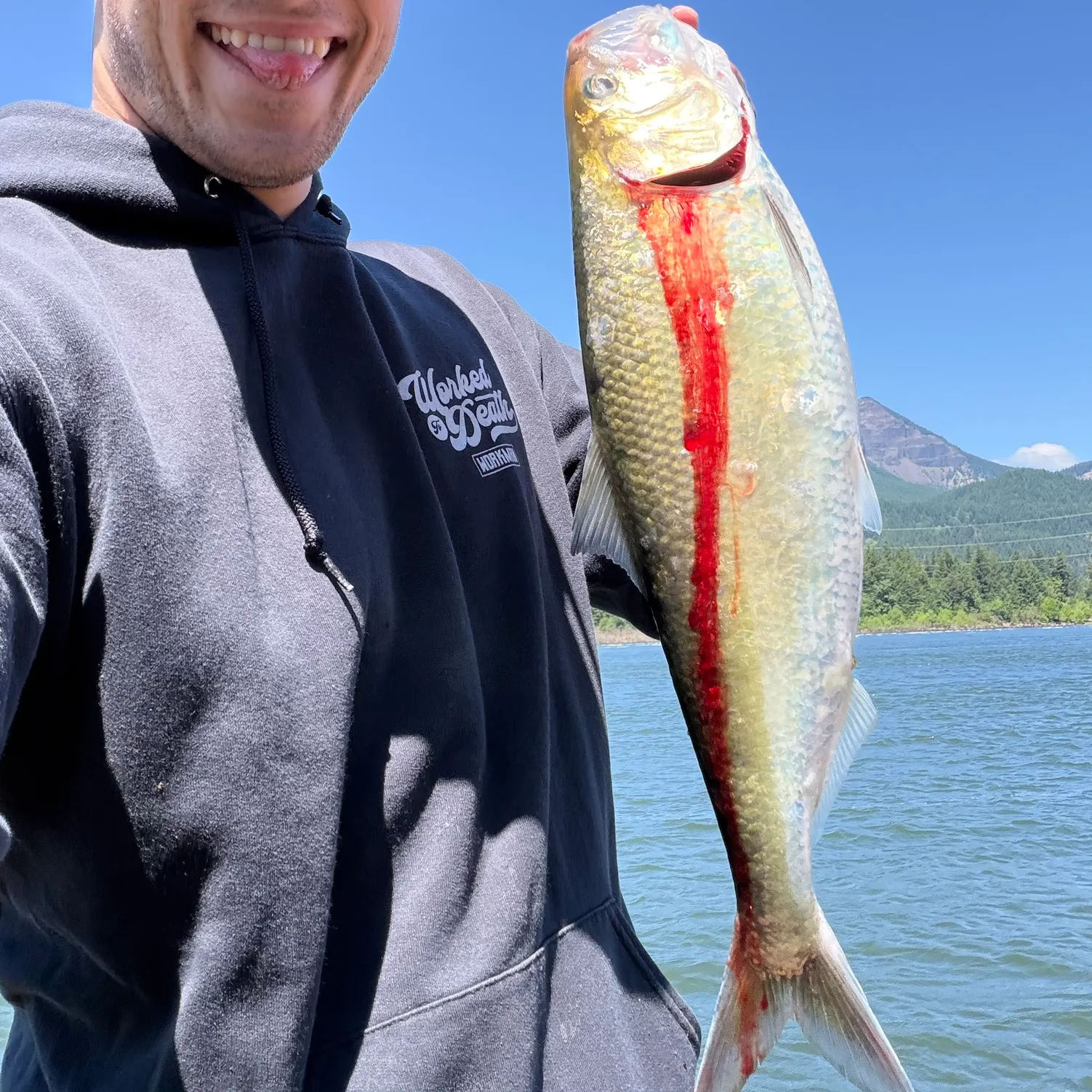 American shad caught on Fishbrain