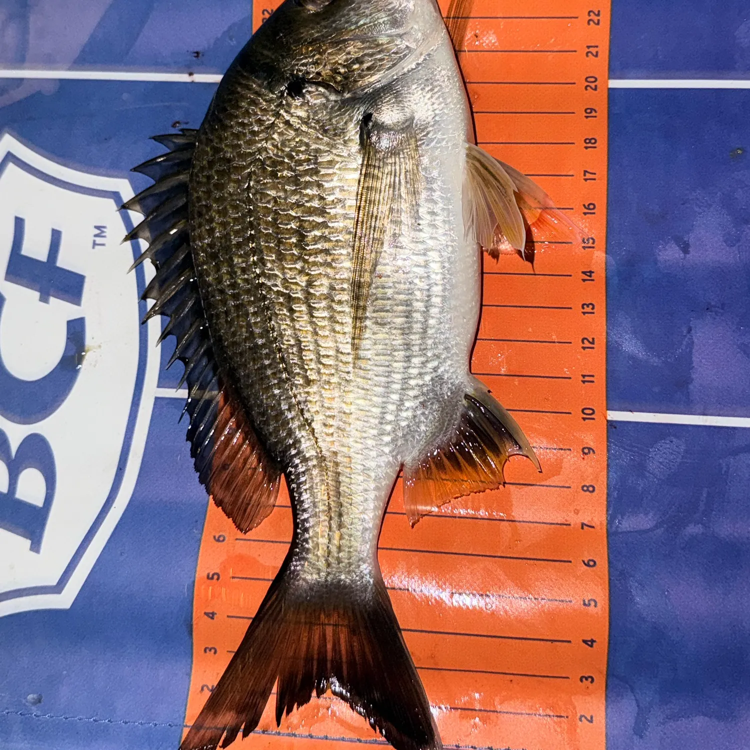 recently logged catches