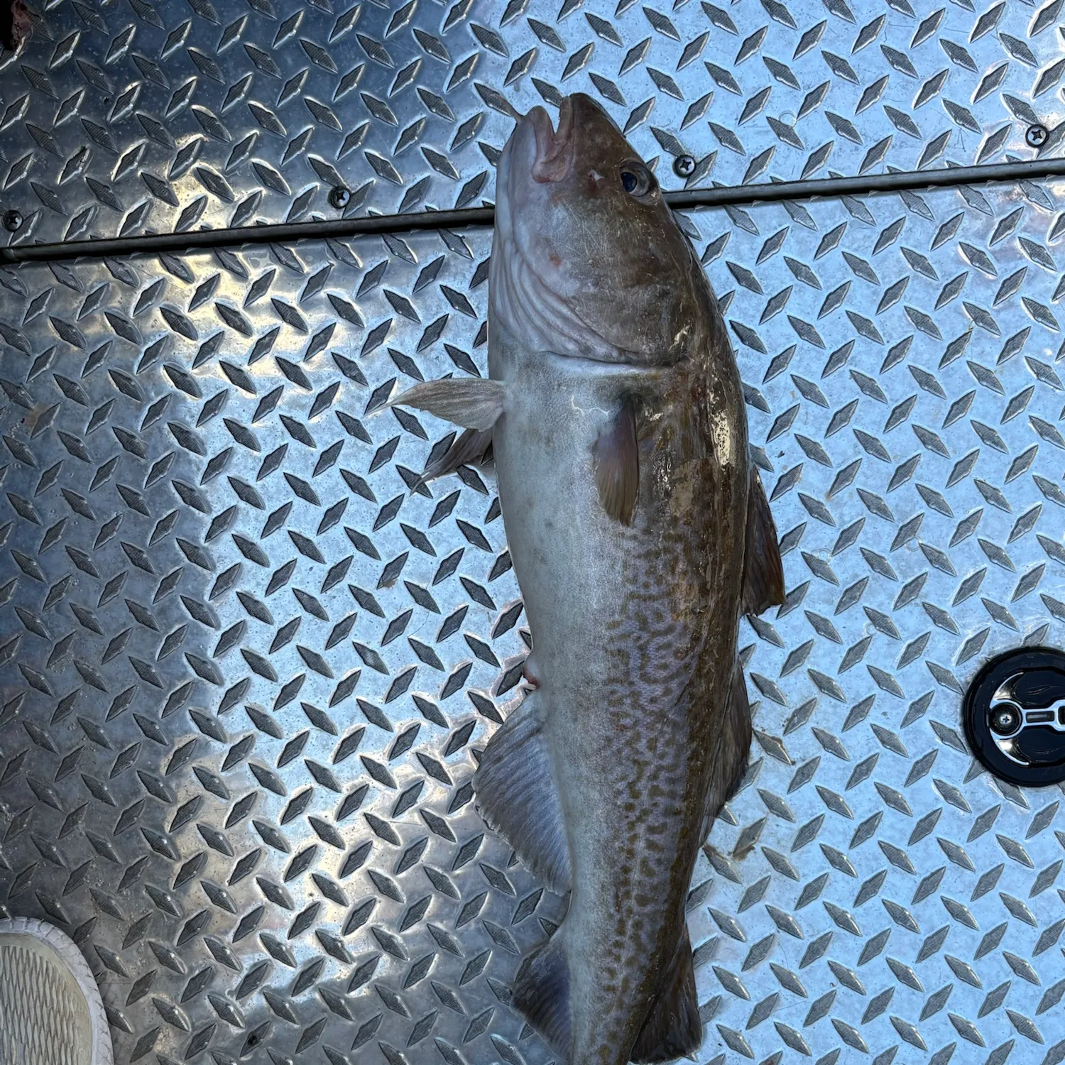 Pacific cod caught on Fishbrain