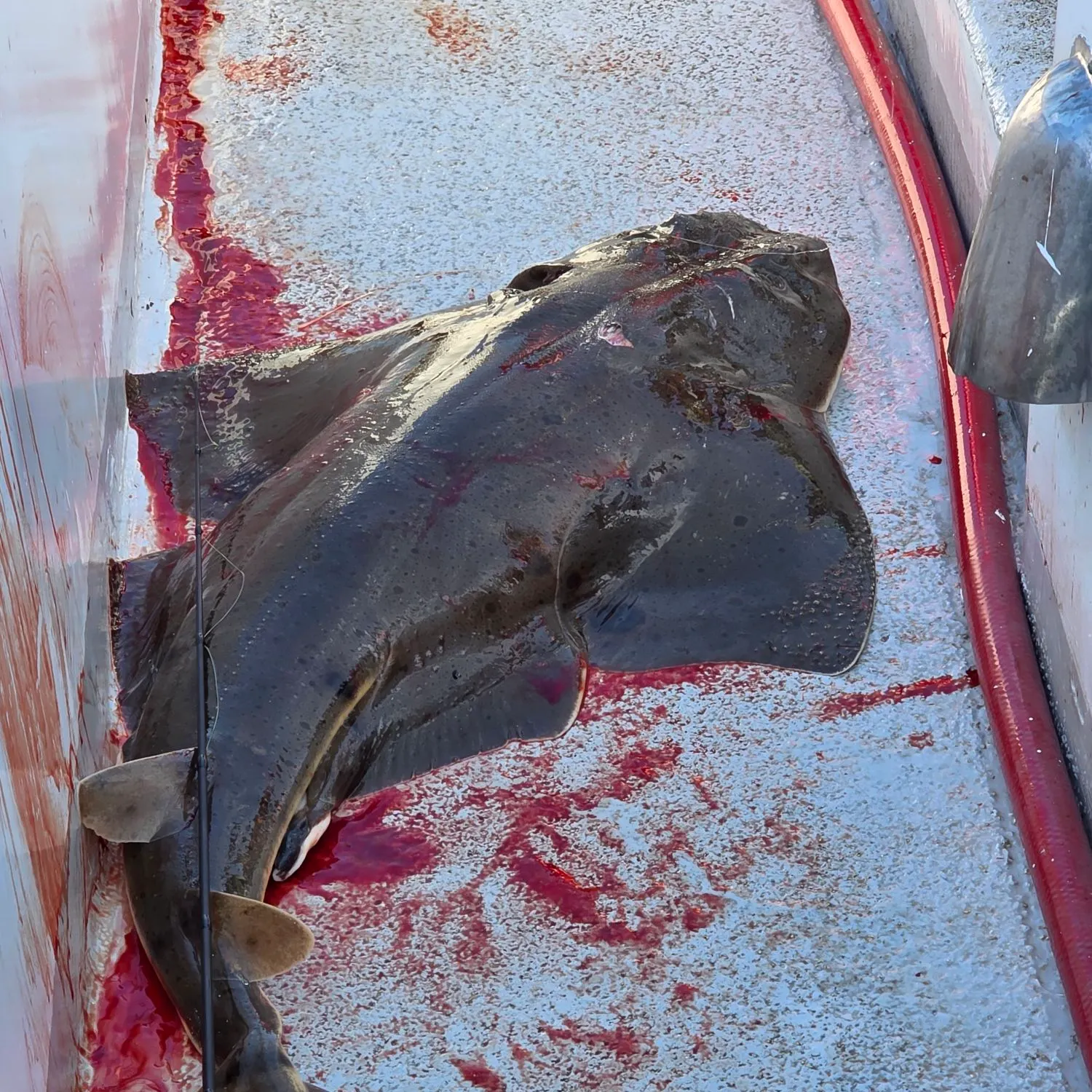Common angelshark caught on Fishbrain