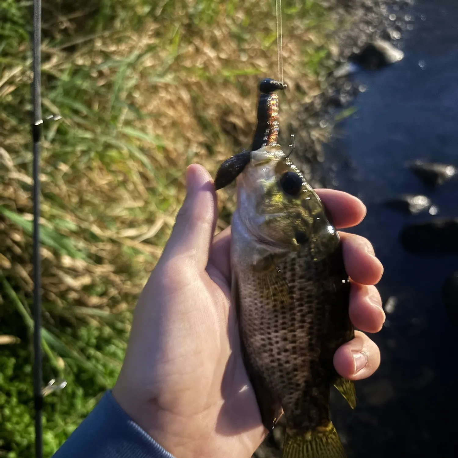 Rock bass caught on Fishbrain