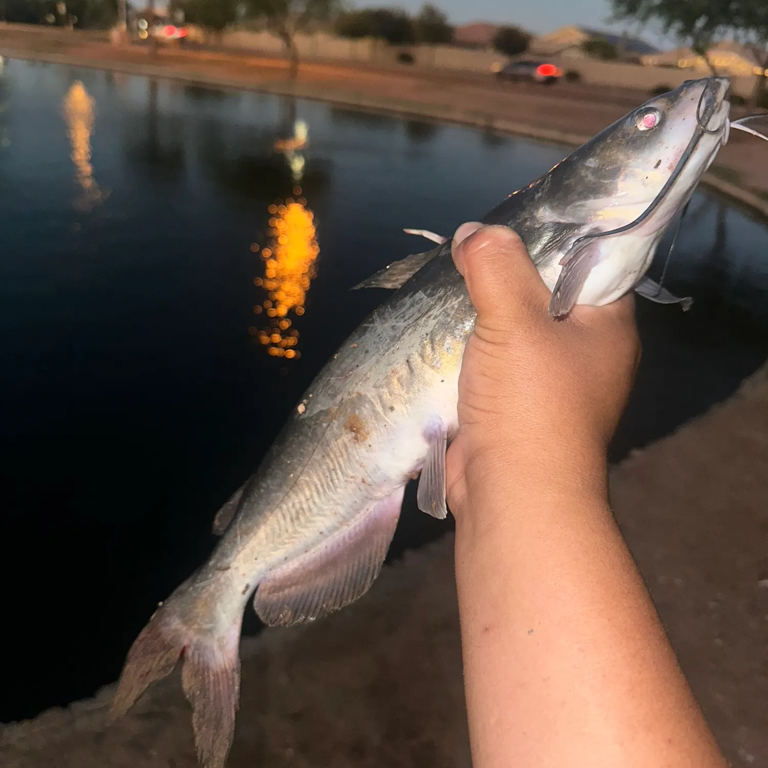 Channel catfish caught on Fishbrain