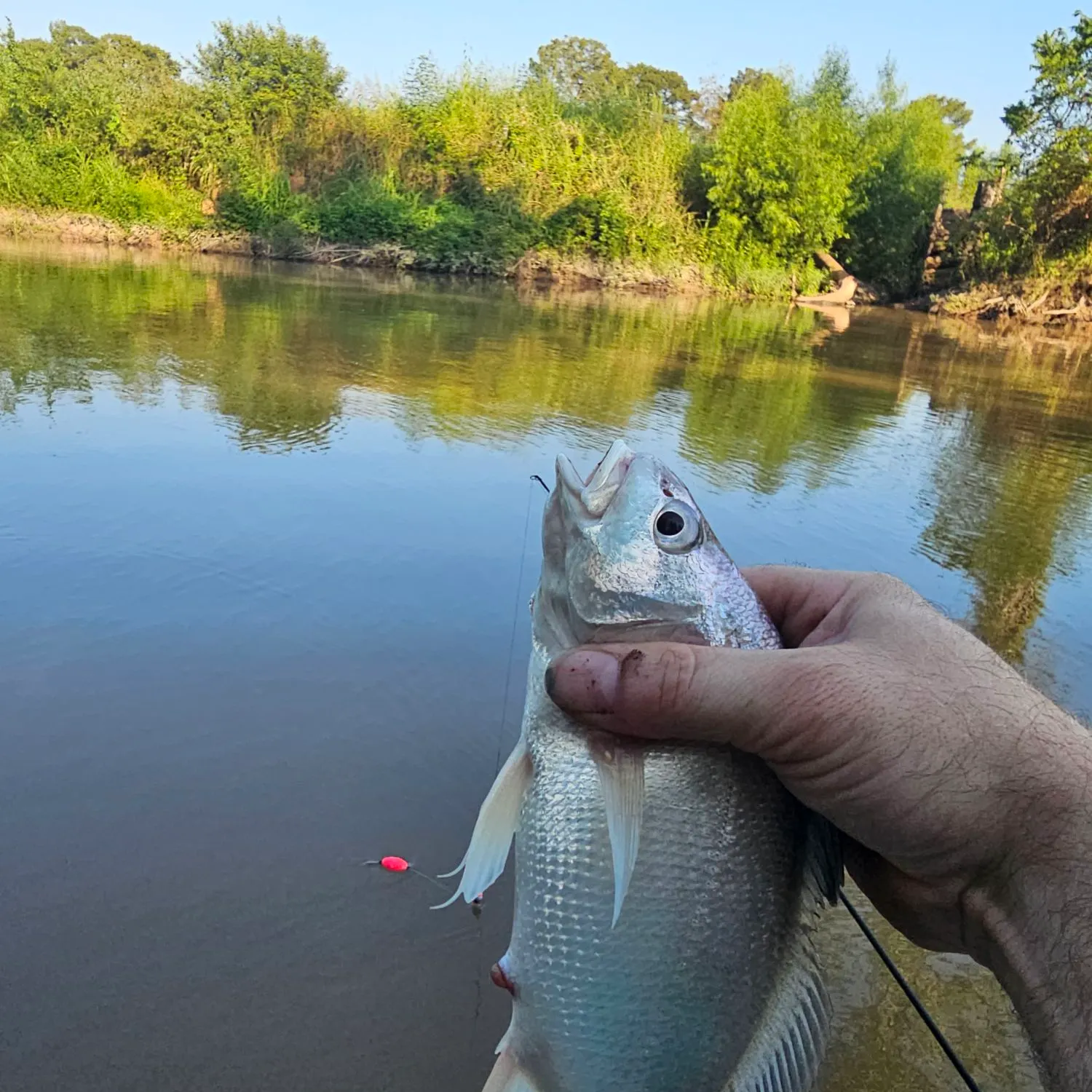 The most recent Silver grunt catches on Fishbrain