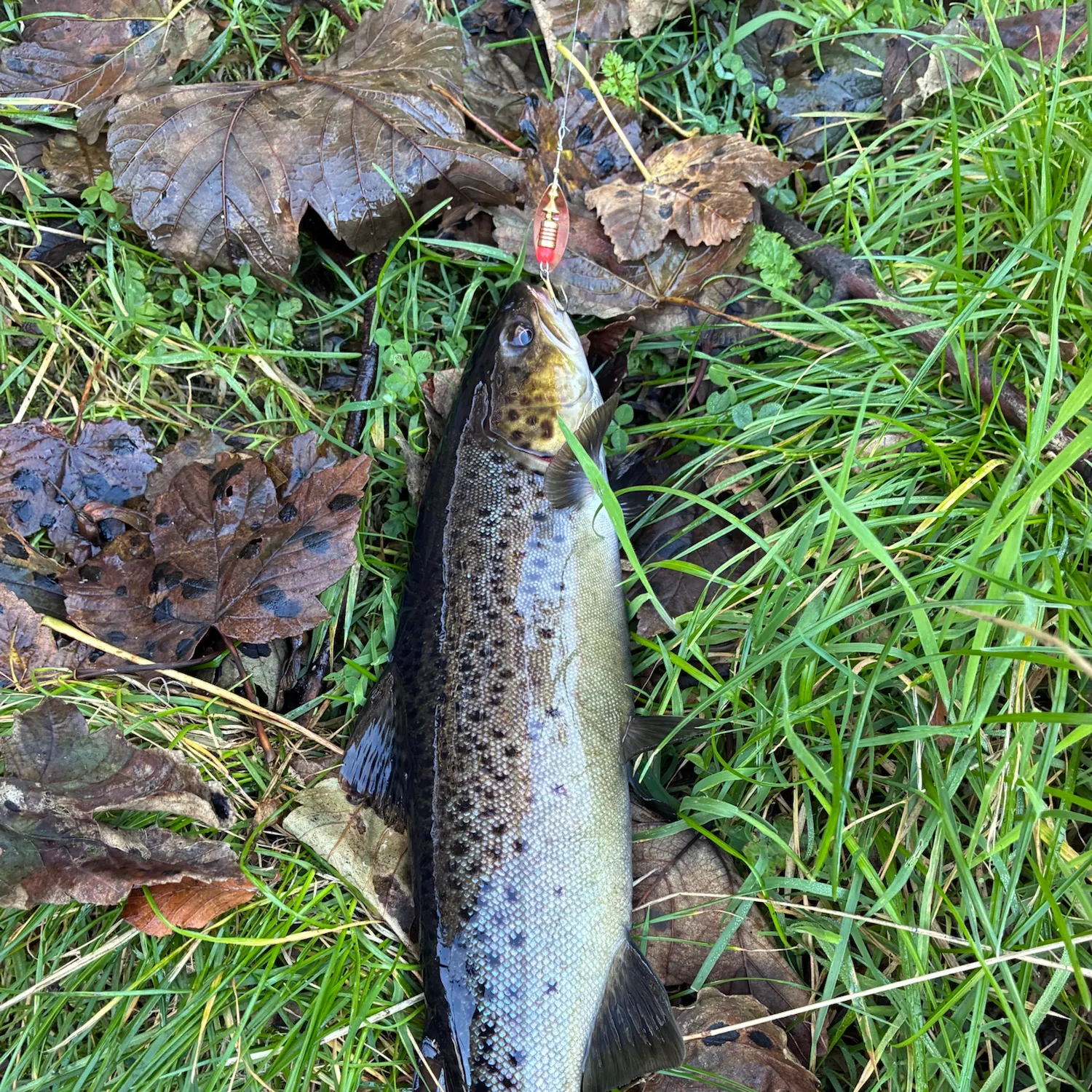 Sea trout caught on Fishbrain