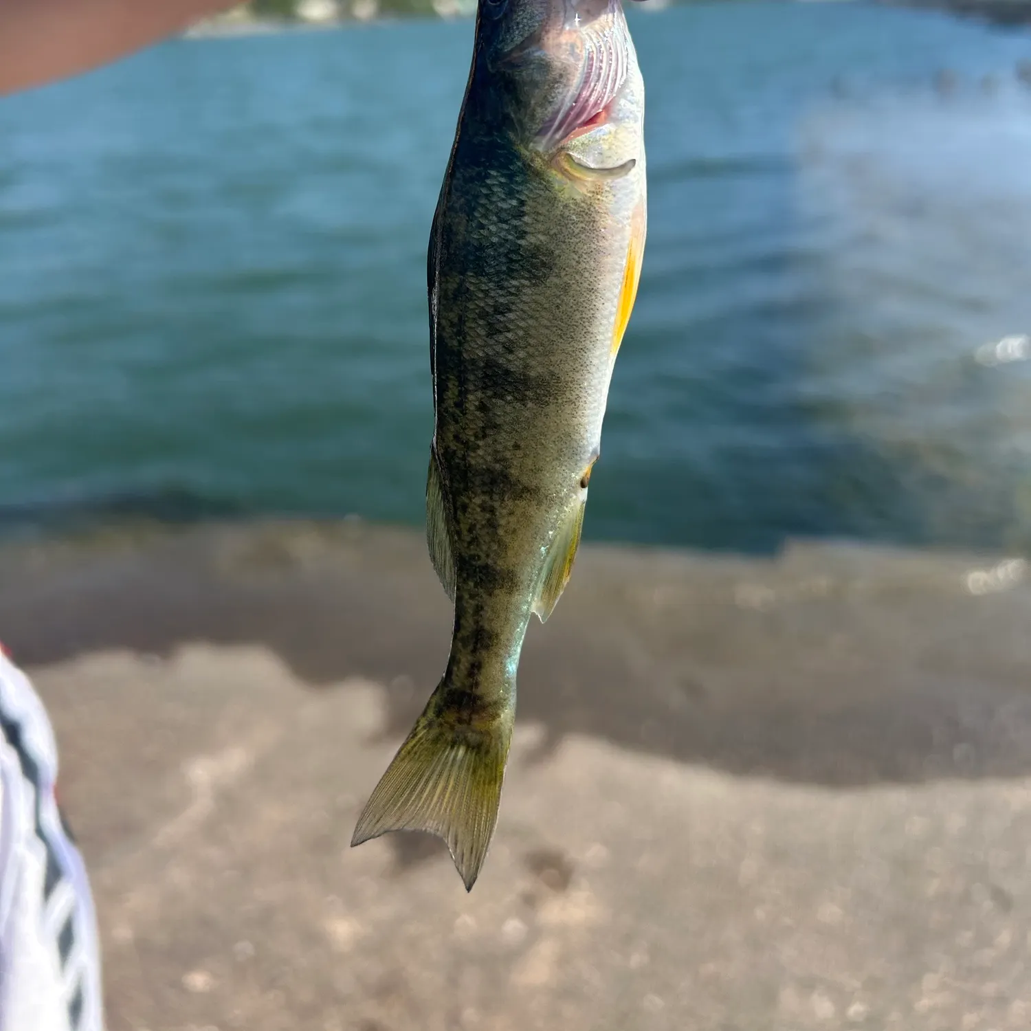 Yellow perch caught on Fishbrain