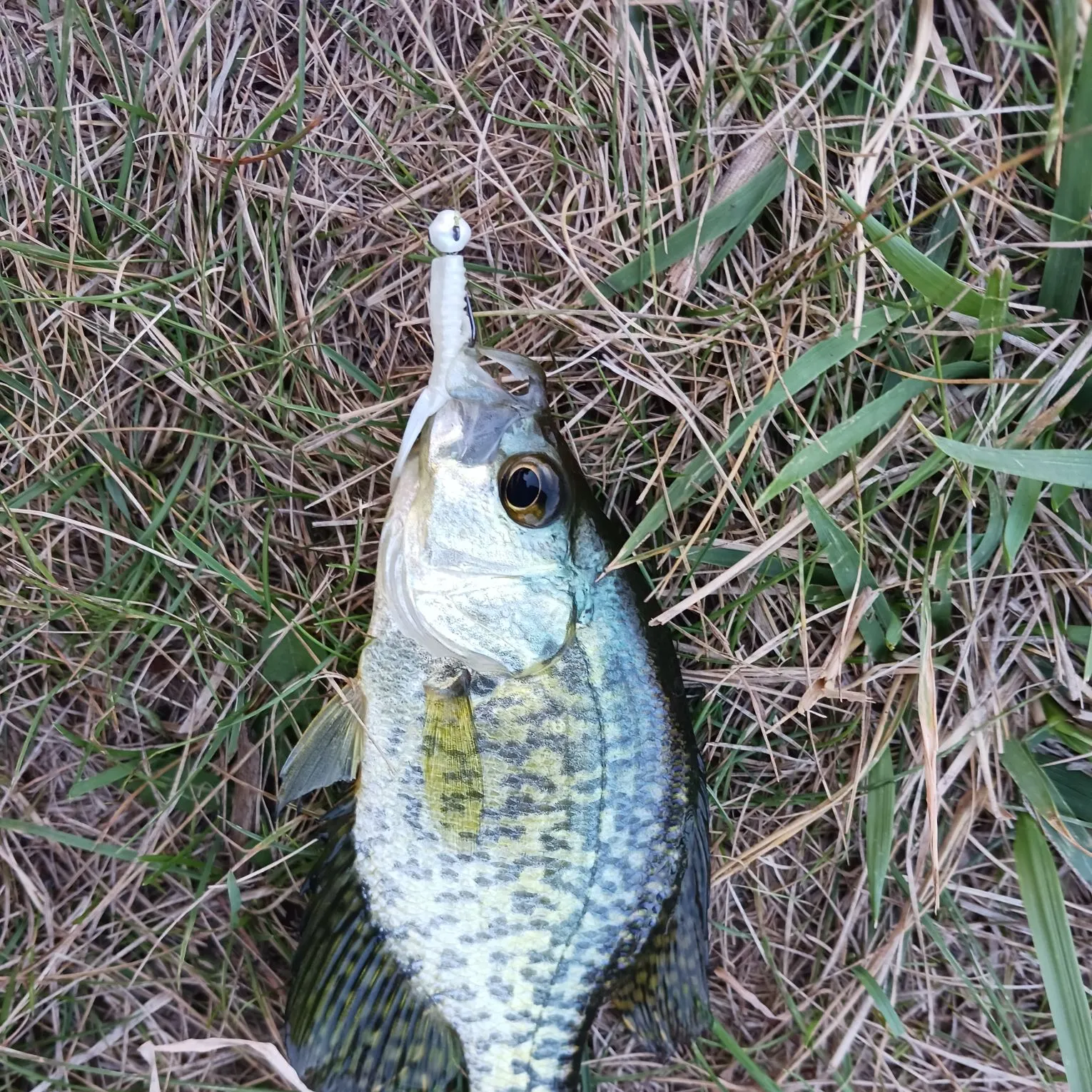 Black crappie caught on Fishbrain