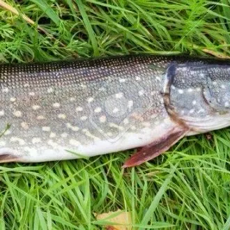 Northern pike caught on Fishbrain