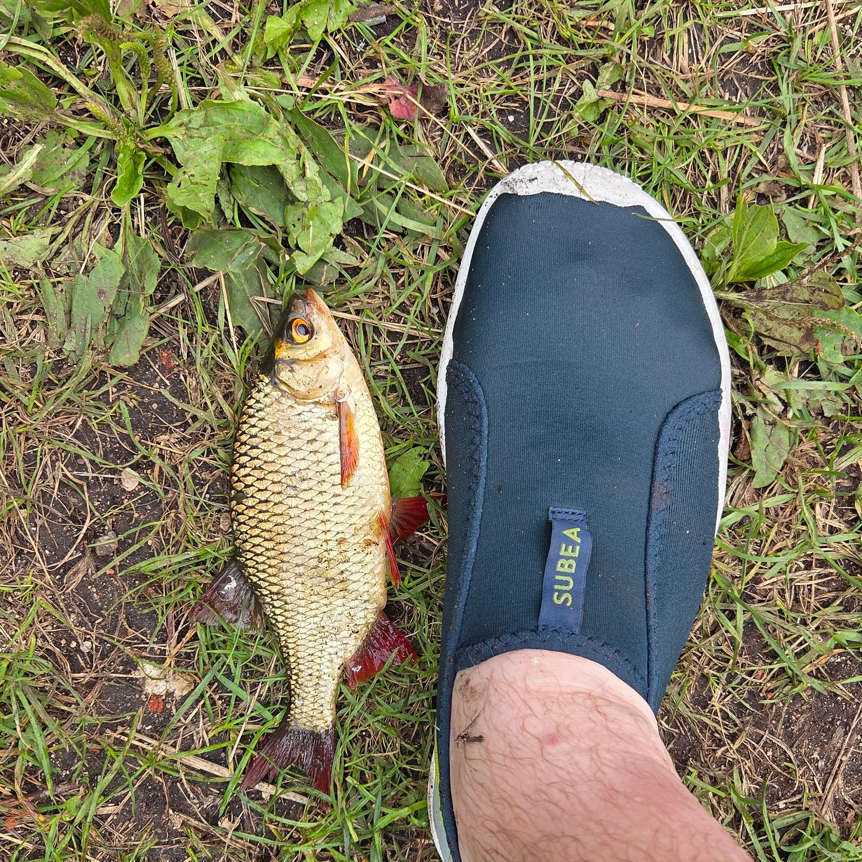 Common rudd caught on Fishbrain