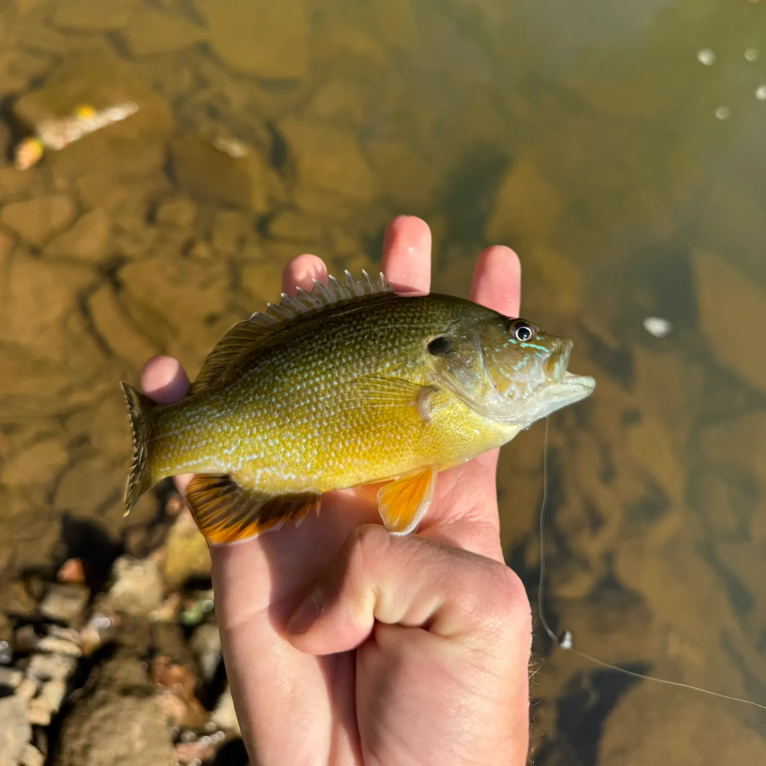 Green sunfish caught on Fishbrain