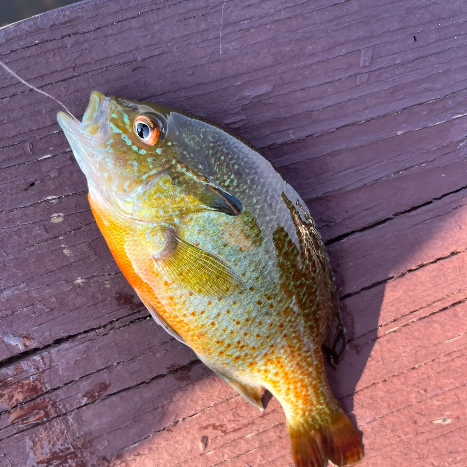 recently logged catches