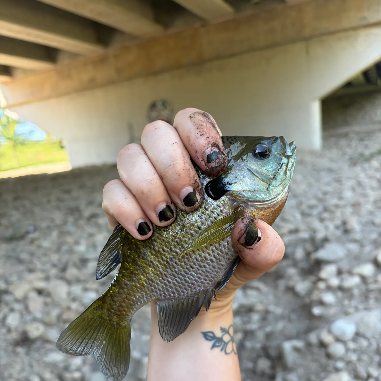 Bluegill caught on Fishbrain
