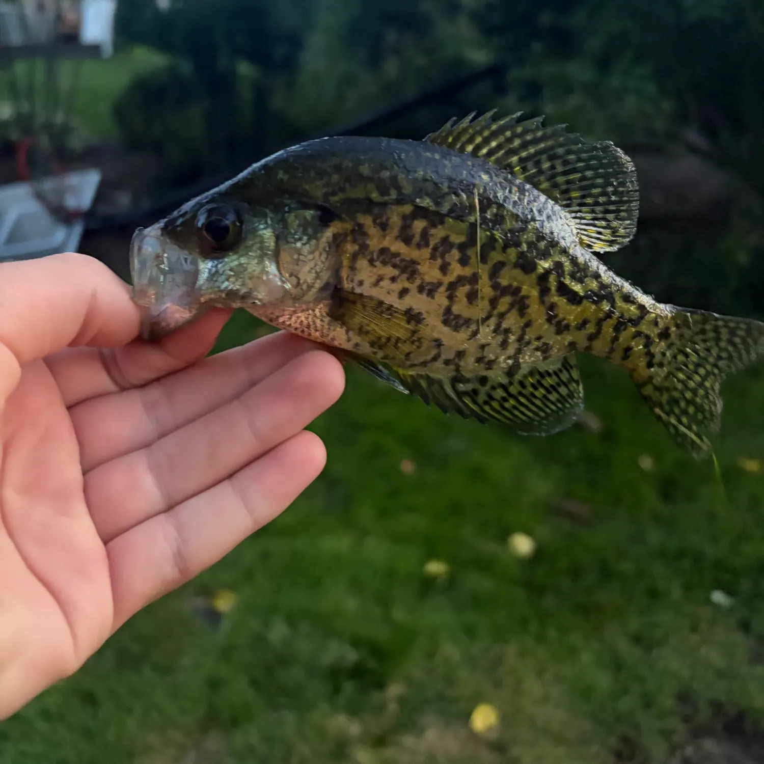 Black crappie caught on Fishbrain