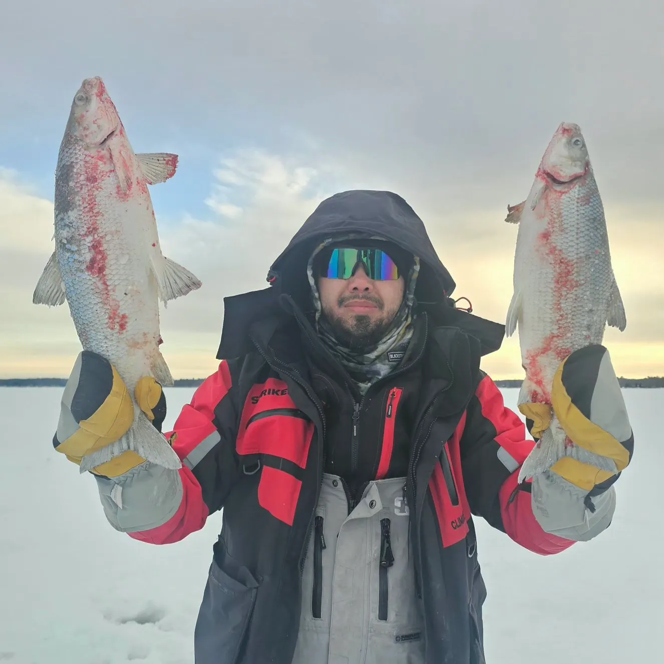 The most recent Northern cisco catches on Fishbrain