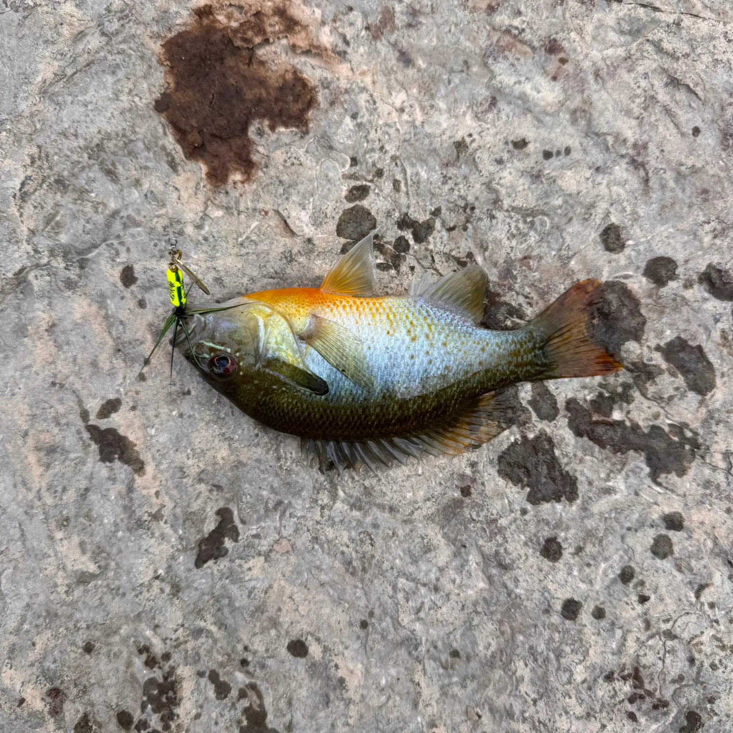 Redbreast sunfish caught on Fishbrain
