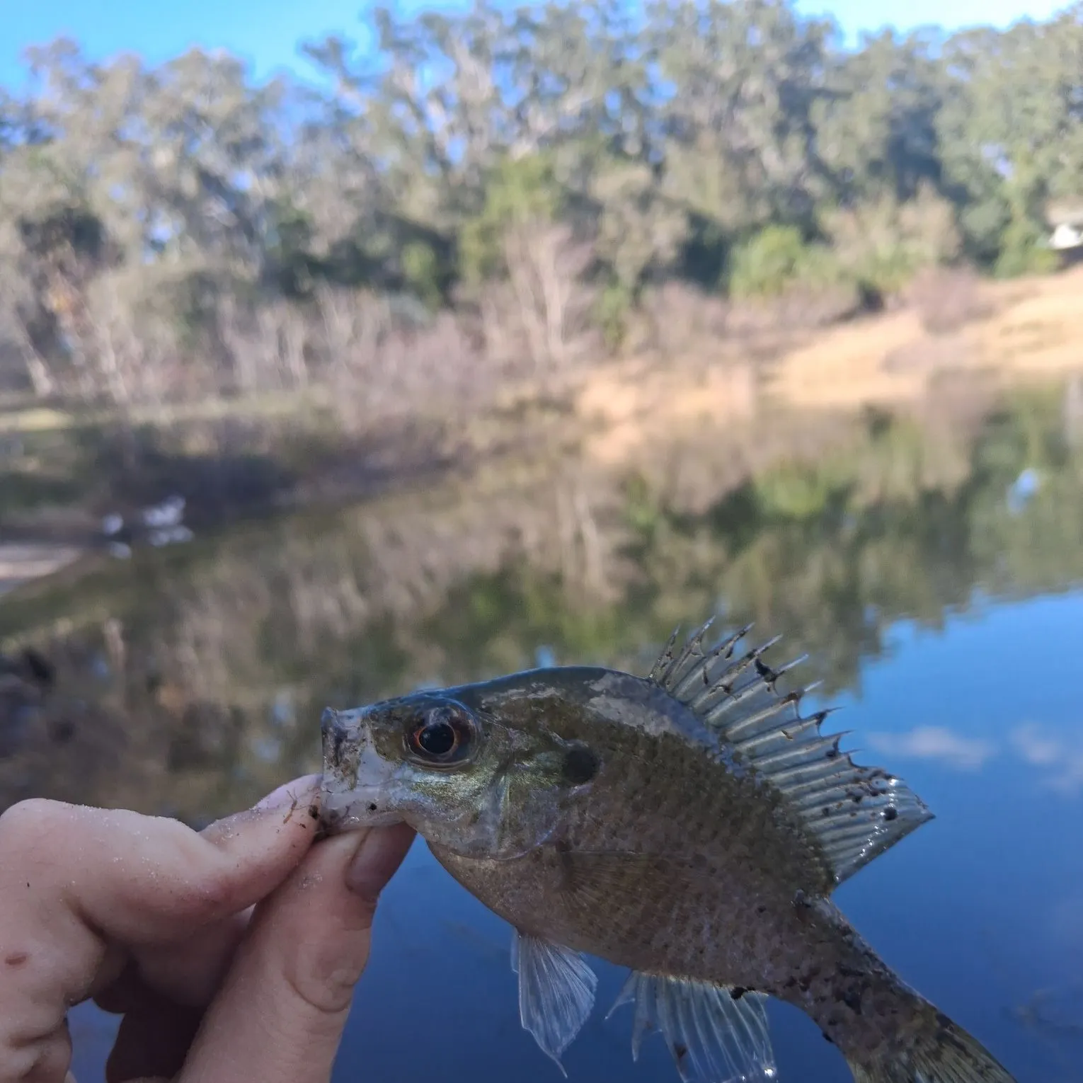 The most recent Wargill hybrid catches on Fishbrain