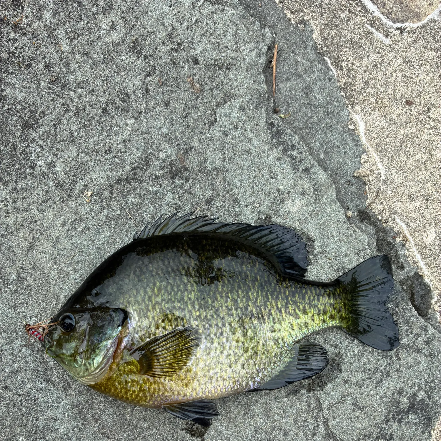 Bluegill caught on Fishbrain