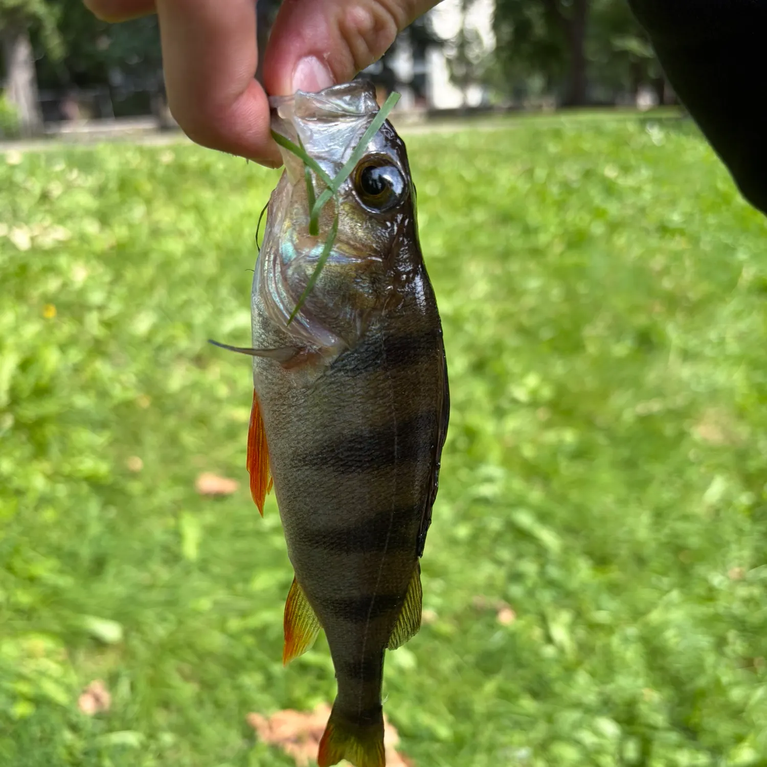 European perch caught on Fishbrain