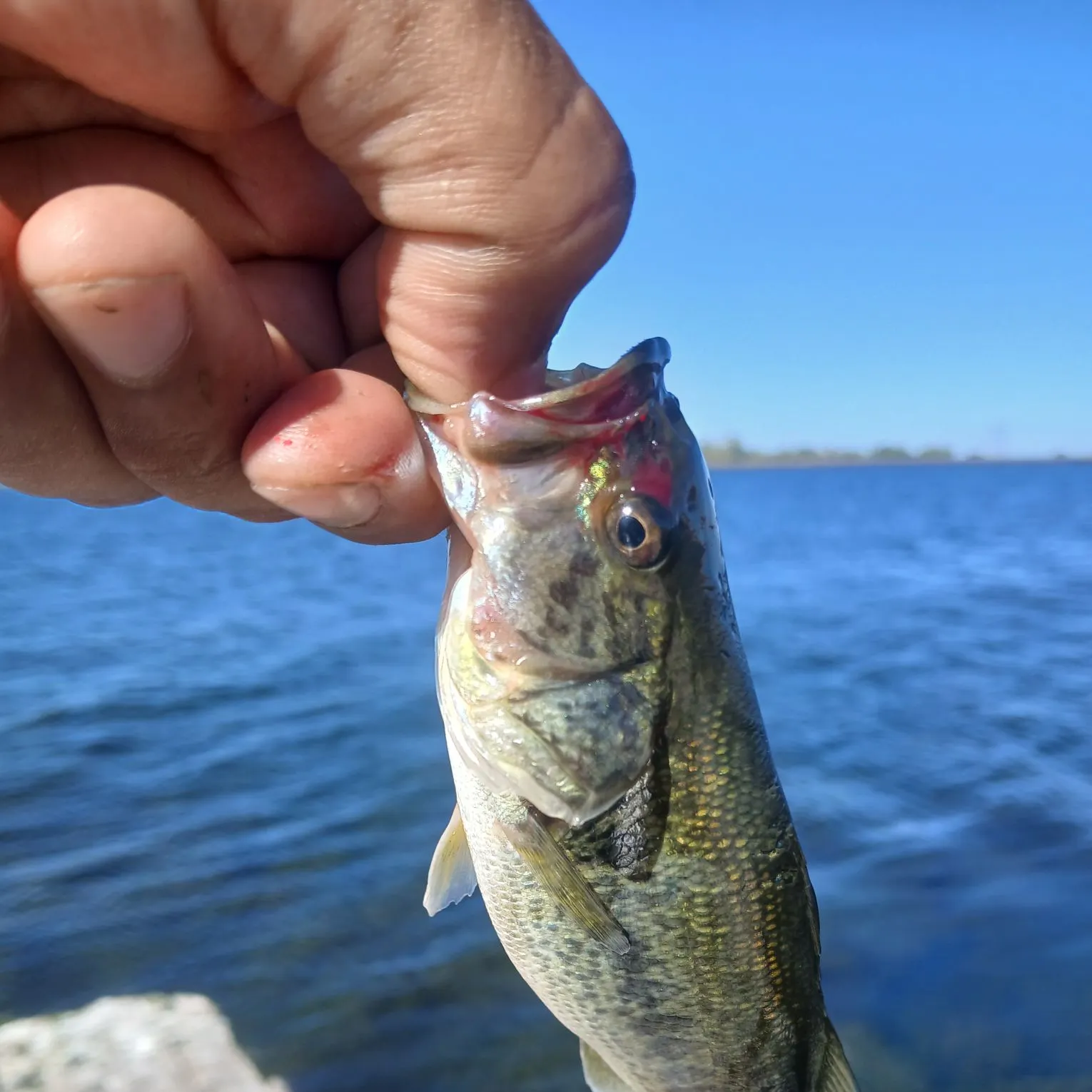 Spotted bass caught on Fishbrain