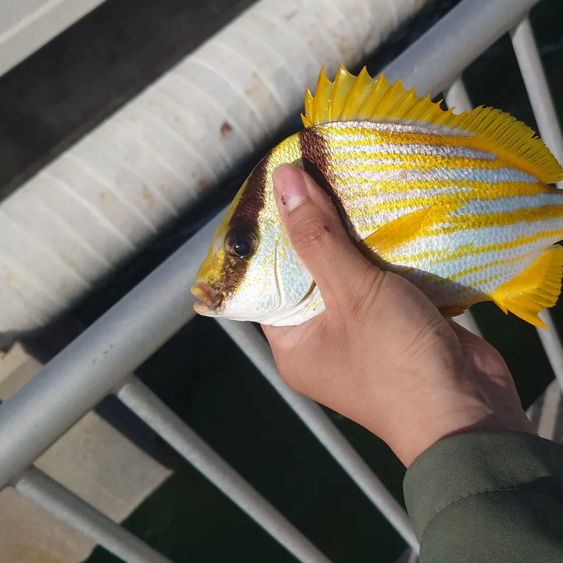 Atlantic porkfish caught on Fishbrain