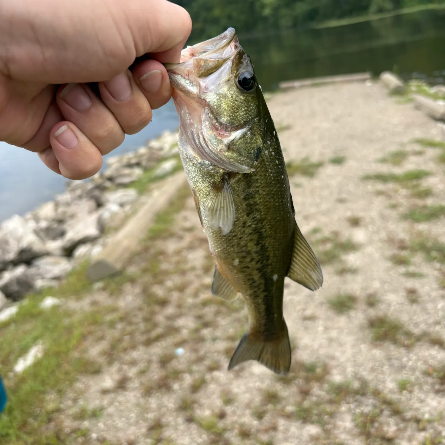 Largemouth bass caught on Fishbrain