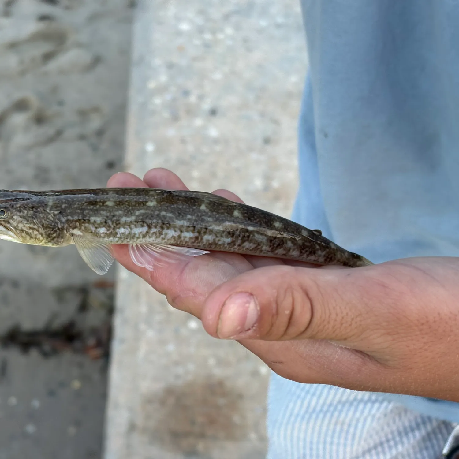 Inshore lizardfish caught on Fishbrain