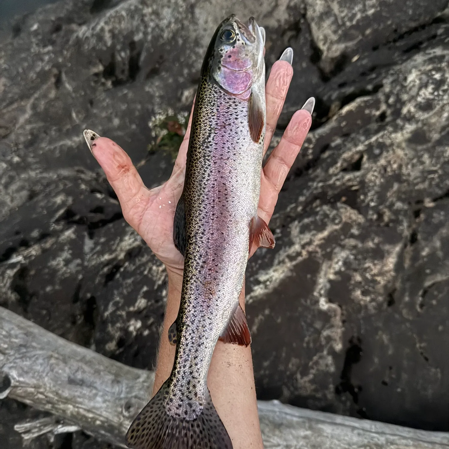 Rainbow trout caught on Fishbrain