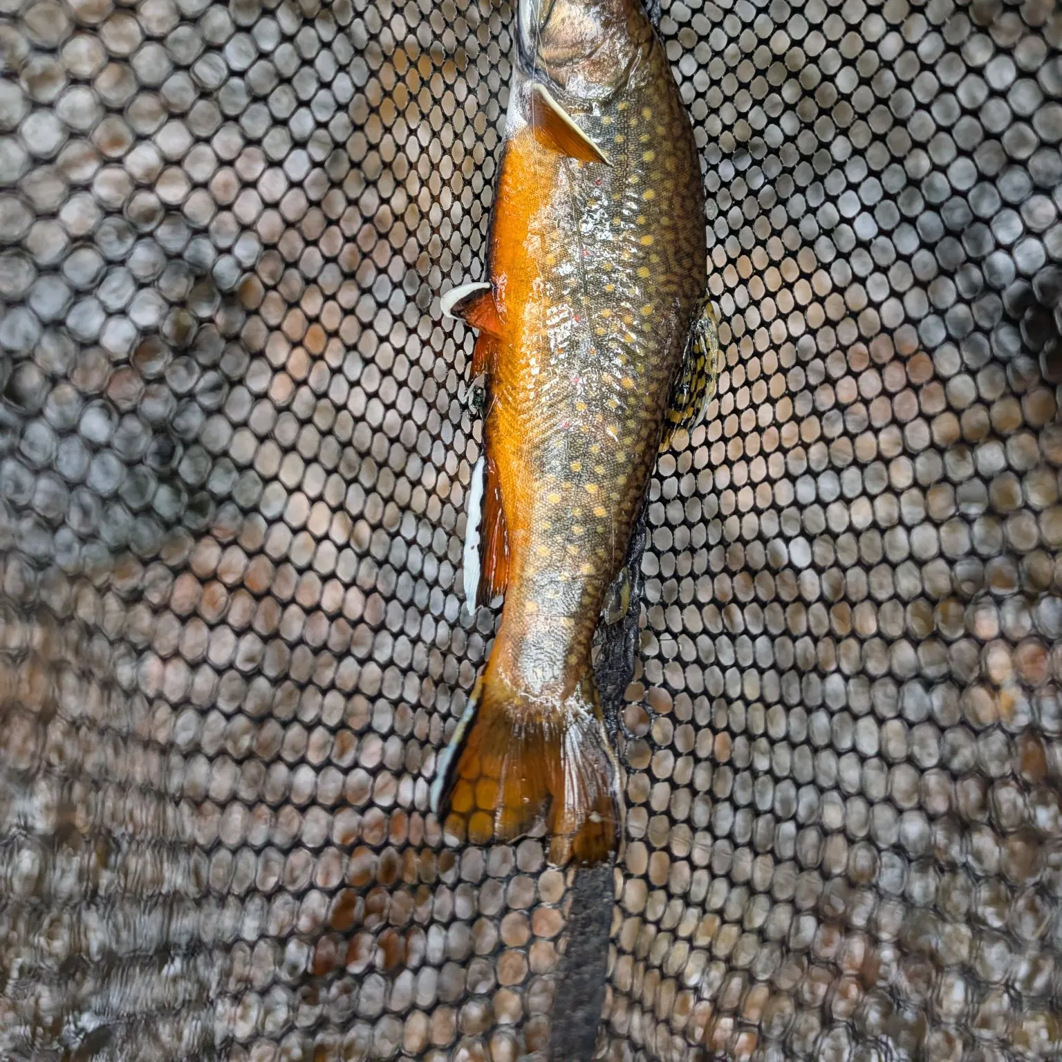 Brook trout caught on Fishbrain