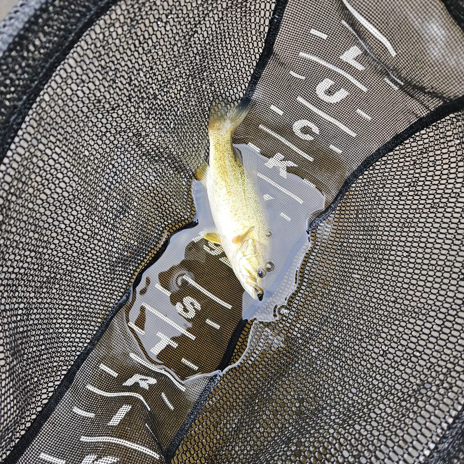 Smallmouth bass caught on Fishbrain