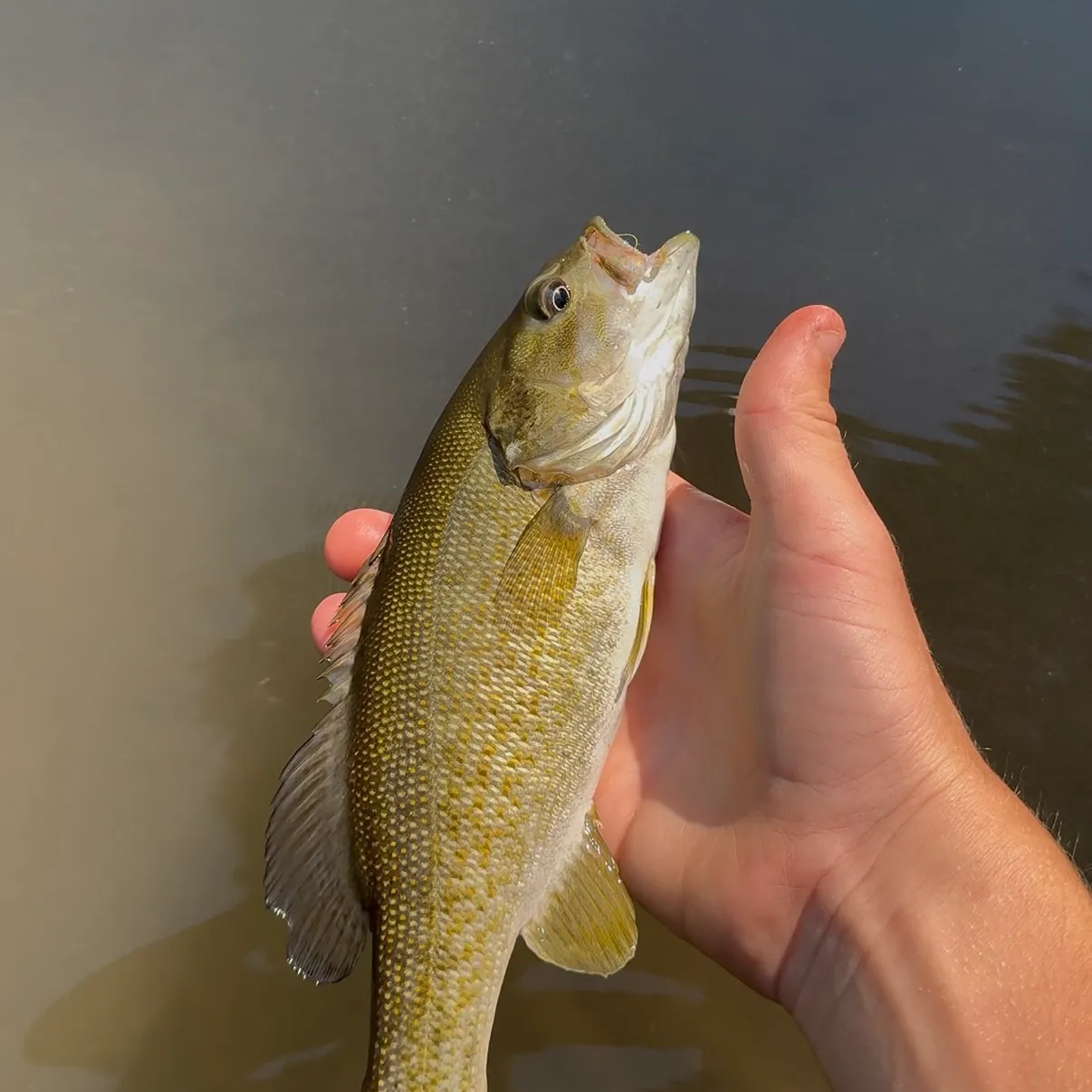 Smallmouth bass caught on Fishbrain