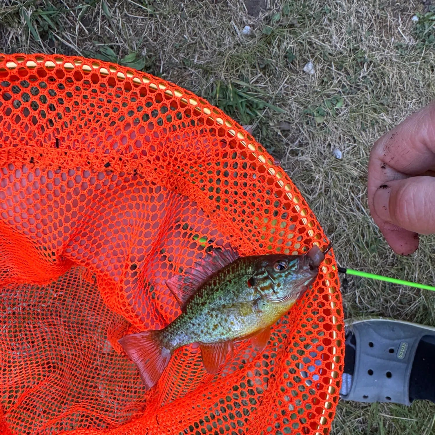 catch