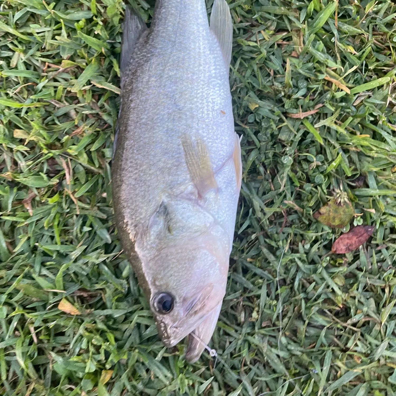 The most recent European seabass catches on Fishbrain