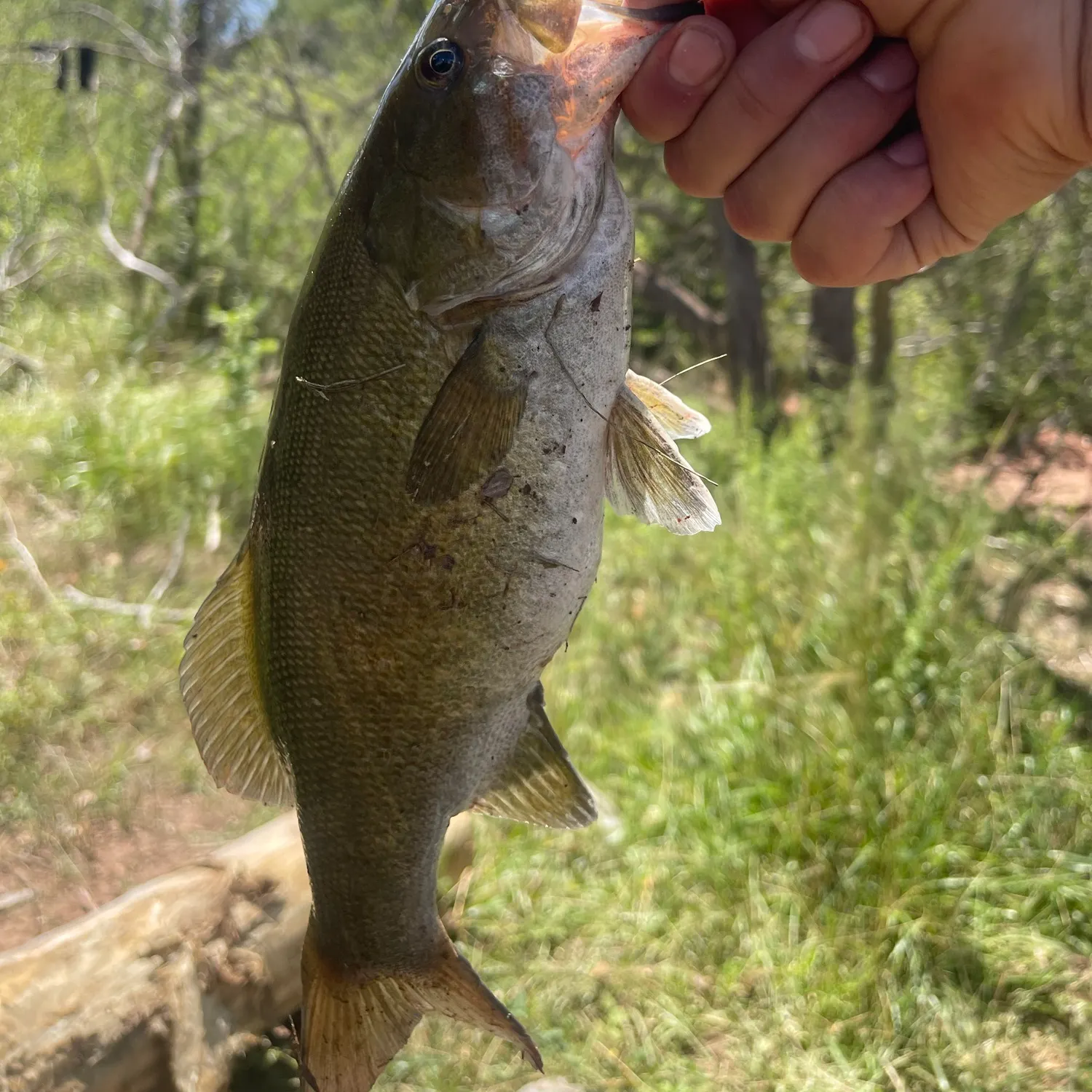 Smallmouth bass caught on Fishbrain