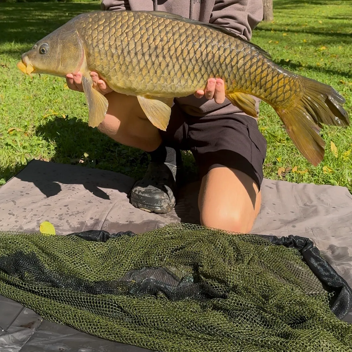 Common carp caught on Fishbrain