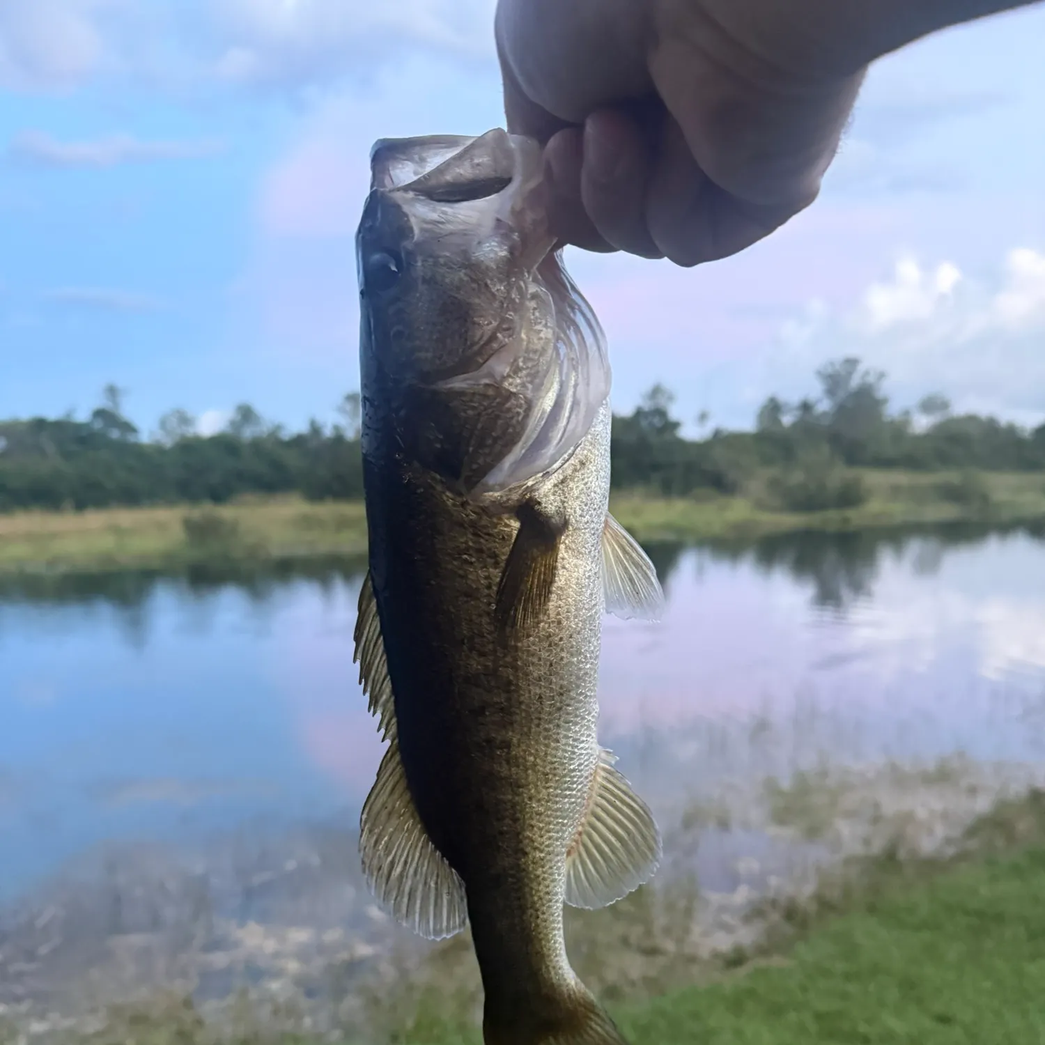 Florida bass caught on Fishbrain