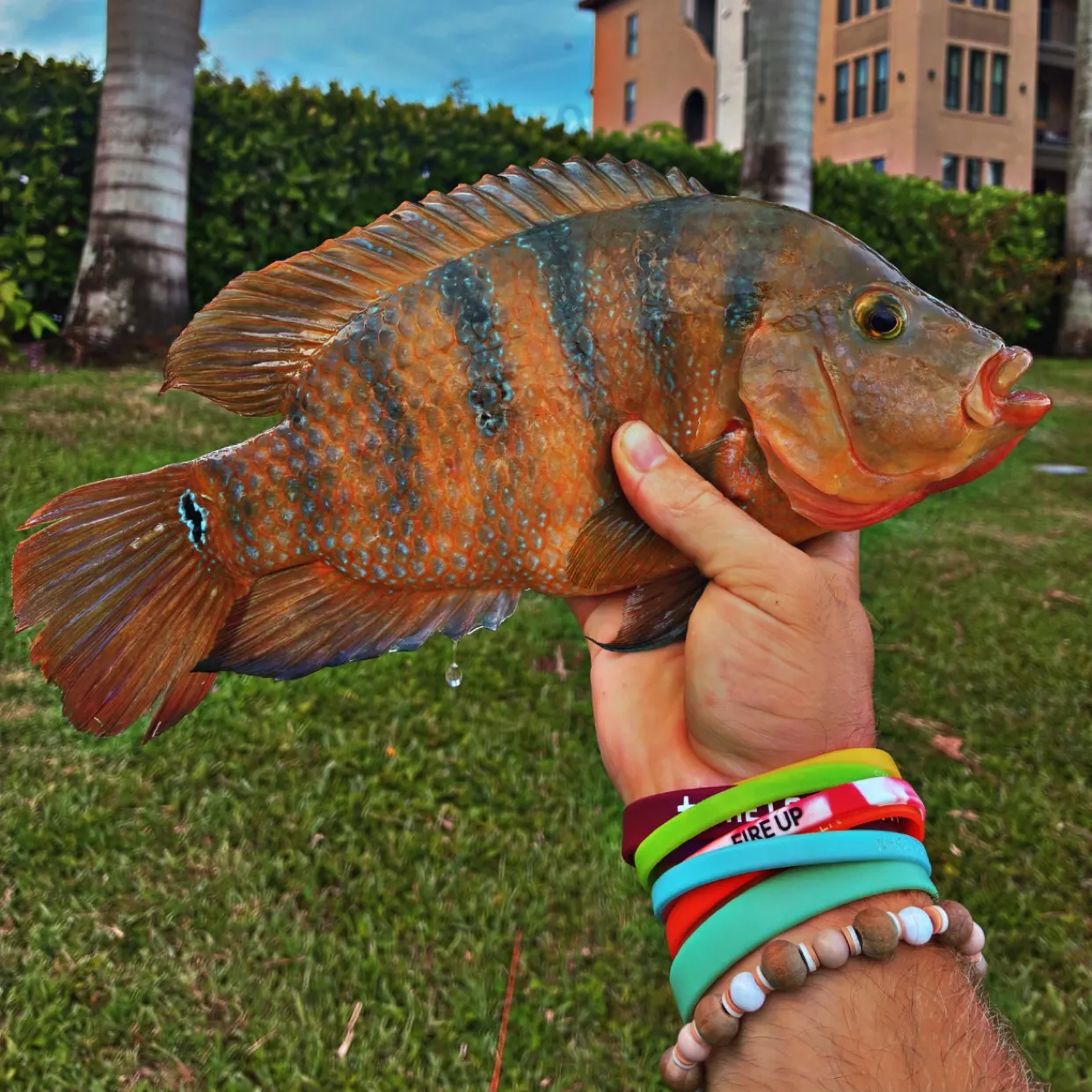Mayan cichlid caught on Fishbrain
