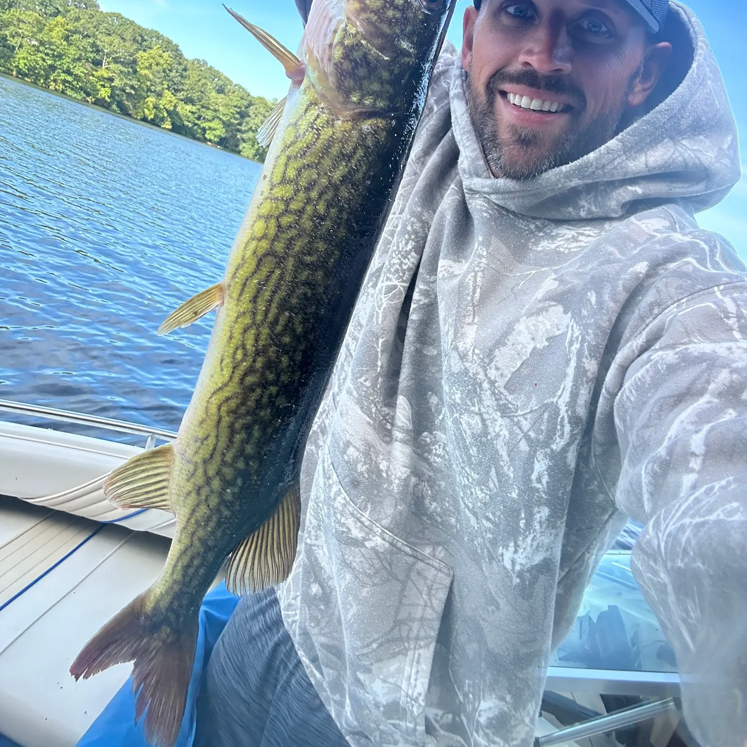 Chain pickerel caught on Fishbrain