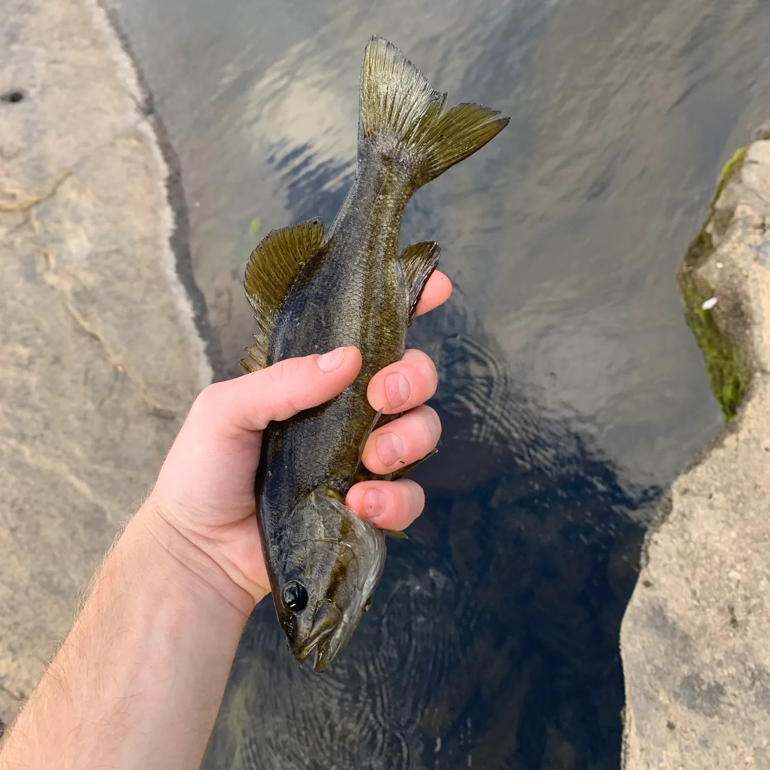 Smallmouth bass caught on Fishbrain