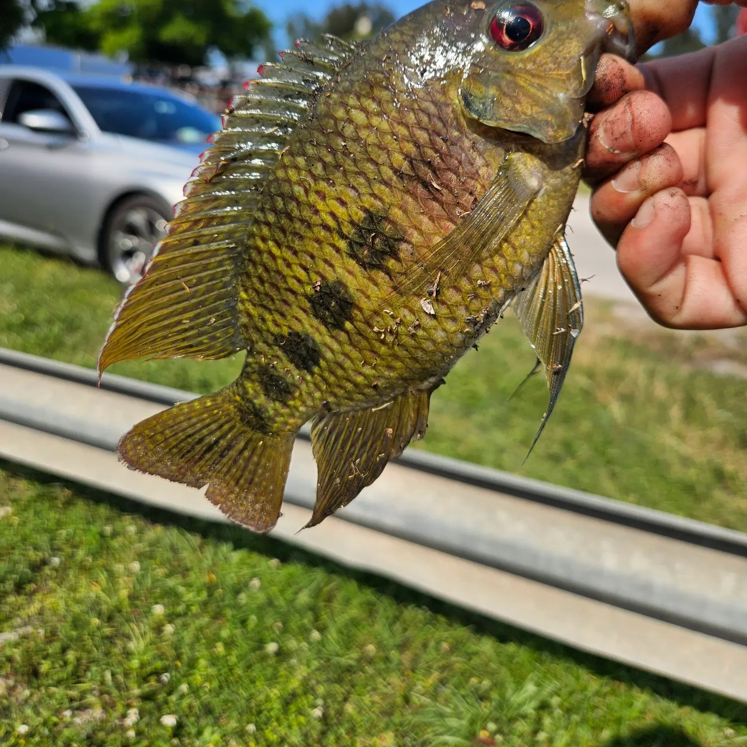The most recent Spotted tilapia catches on Fishbrain