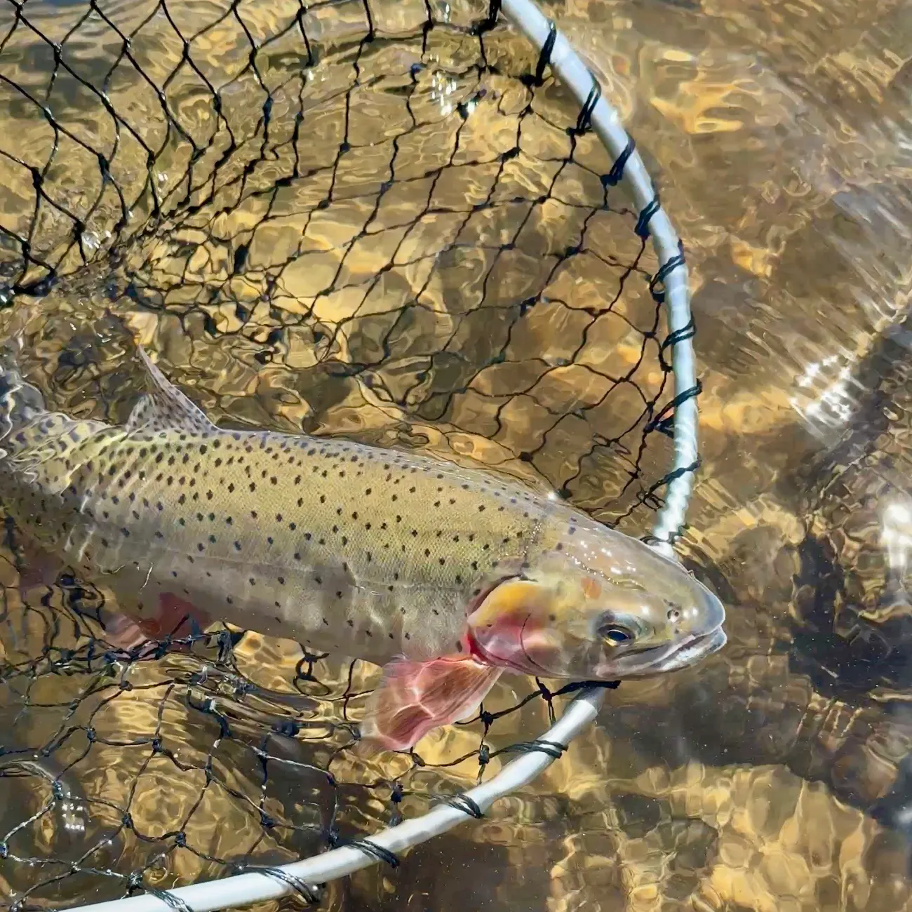Cutthroat trout caught on Fishbrain