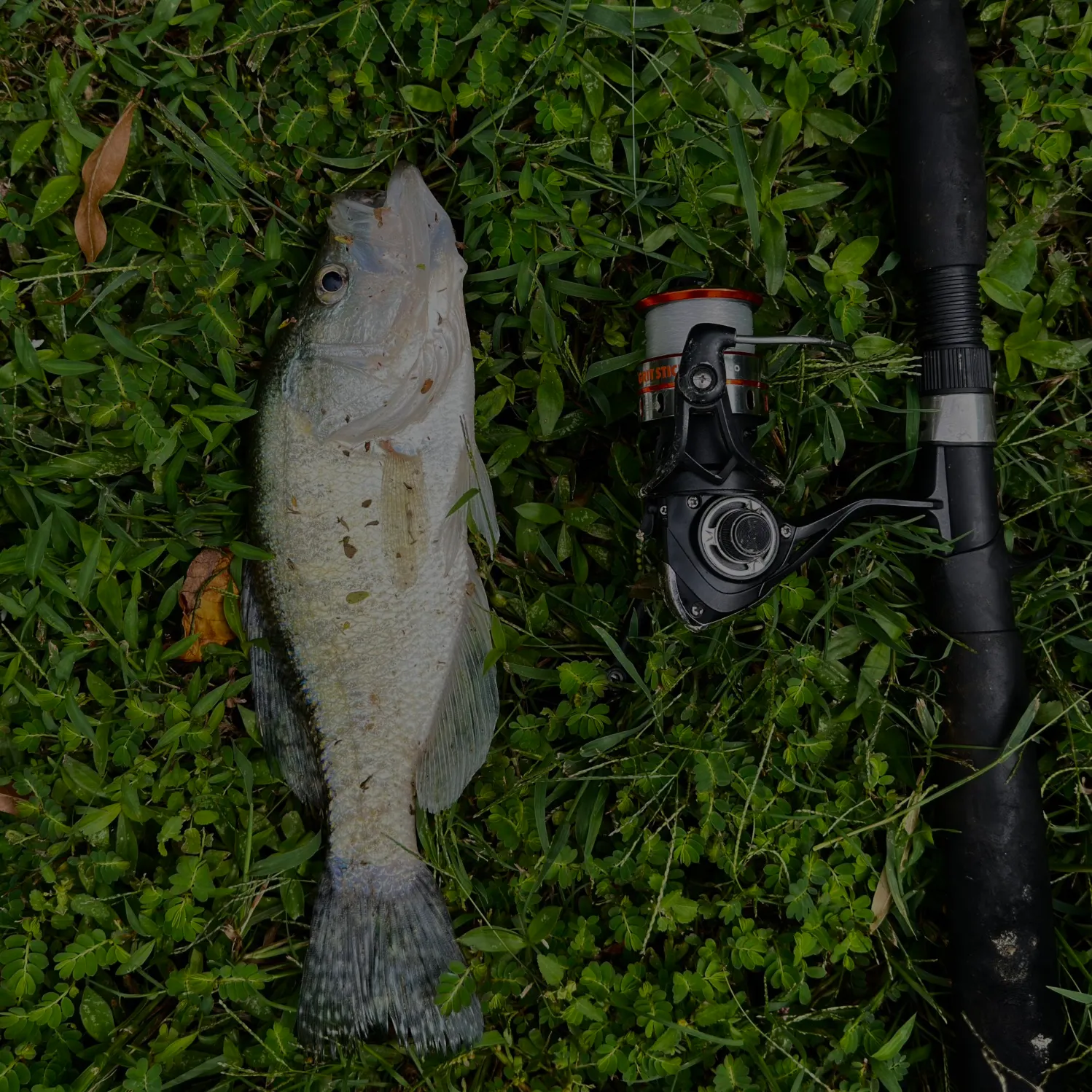 White crappie caught on Fishbrain