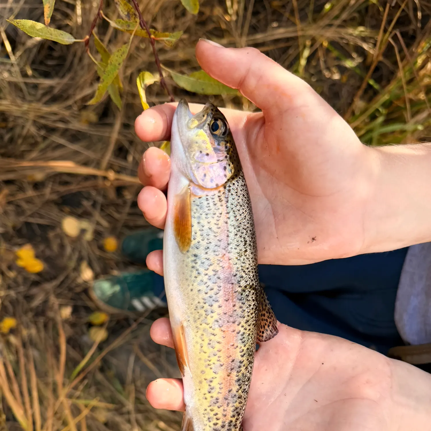 Rainbow trout caught on Fishbrain