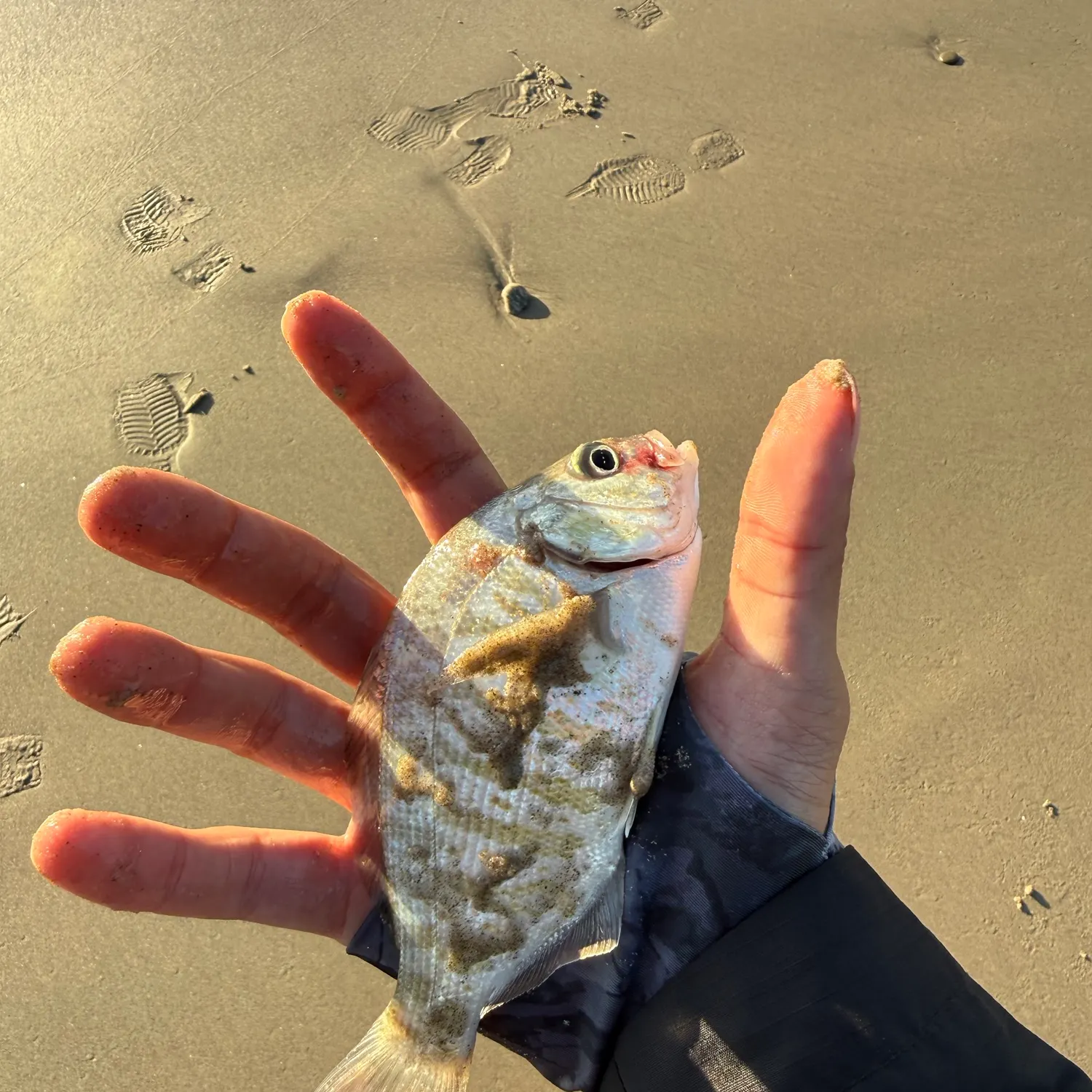 Barred surfperch caught on Fishbrain