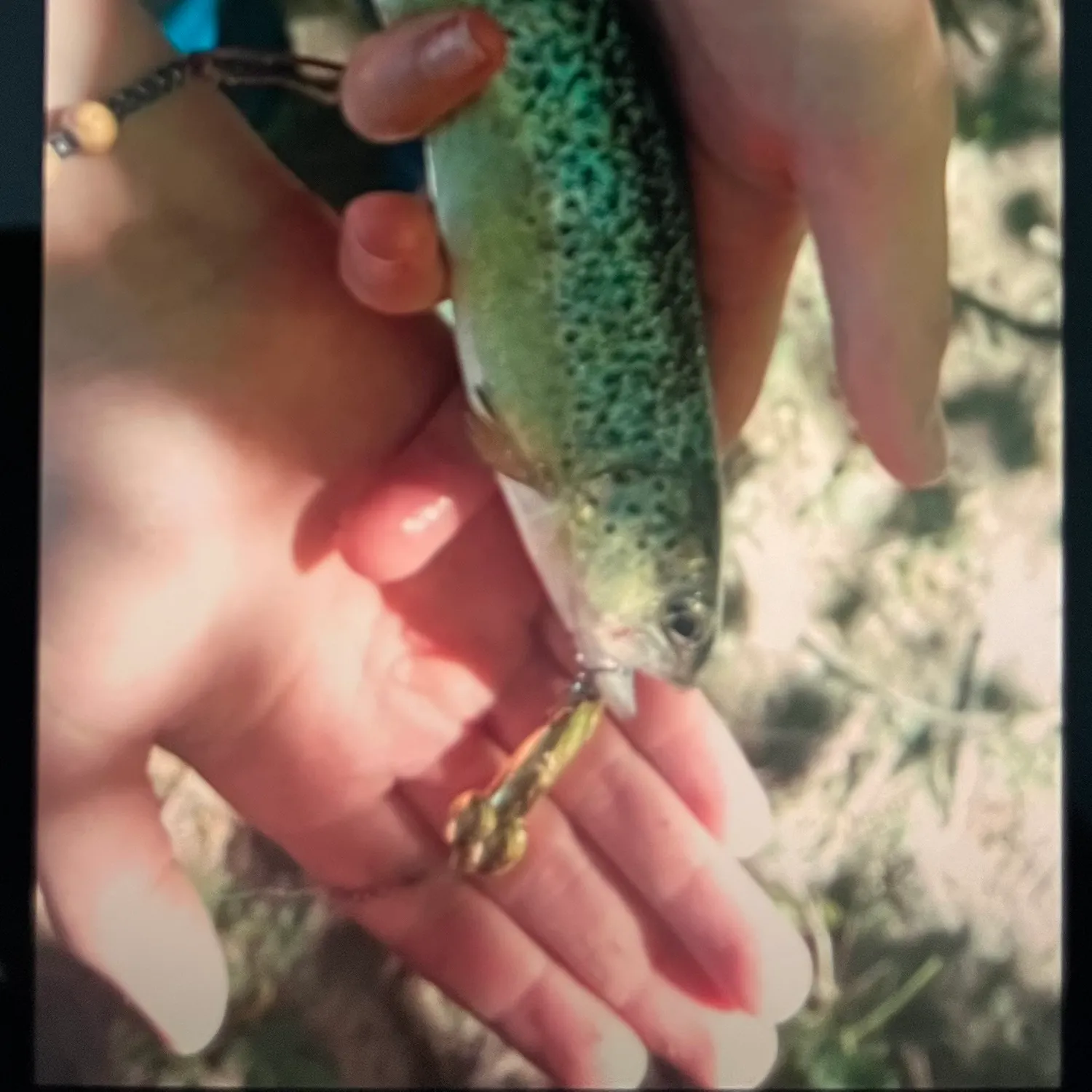 The most recent Snake River fine-spotted cutthroat trout catches on Fishbrain