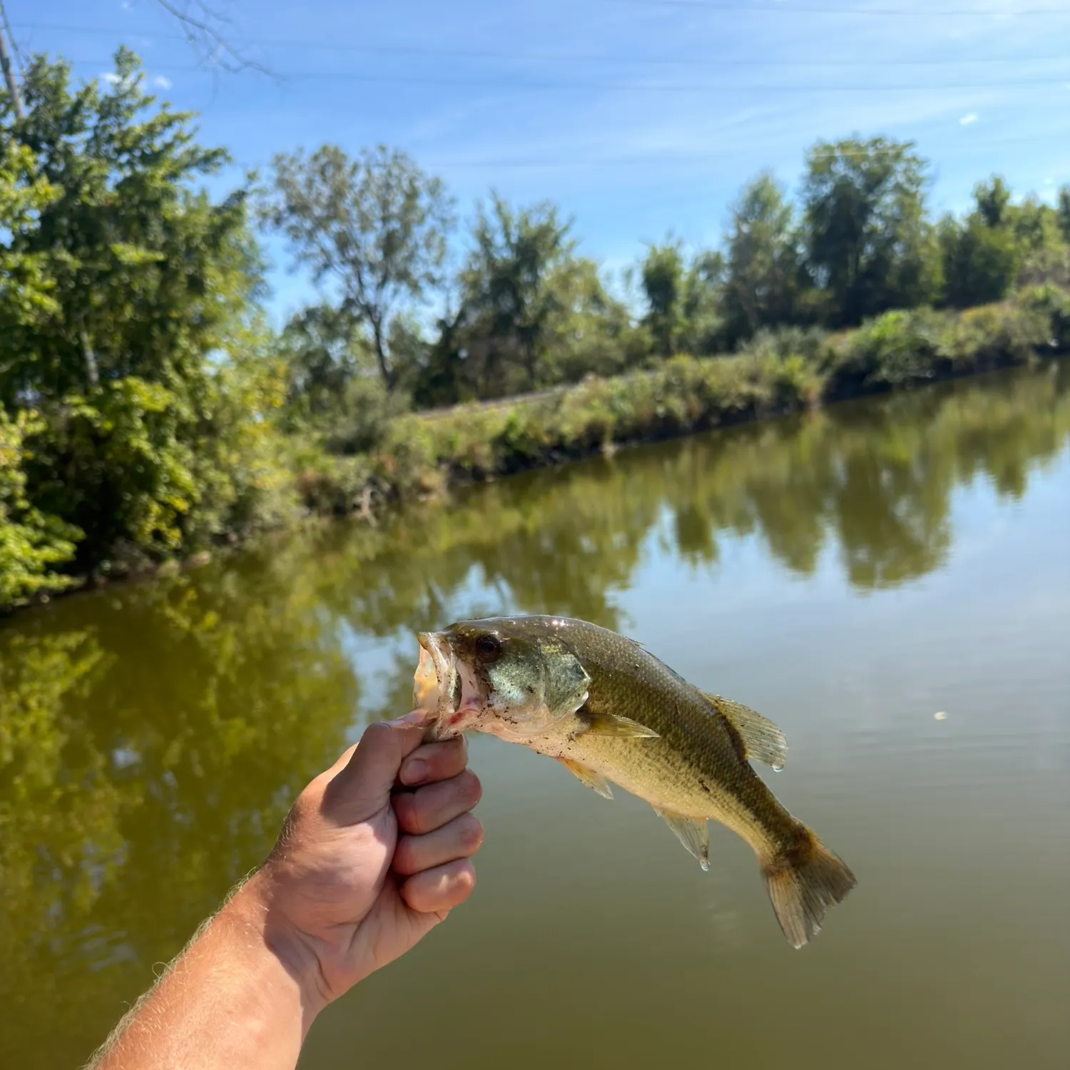 Fish caught on Fishbrain