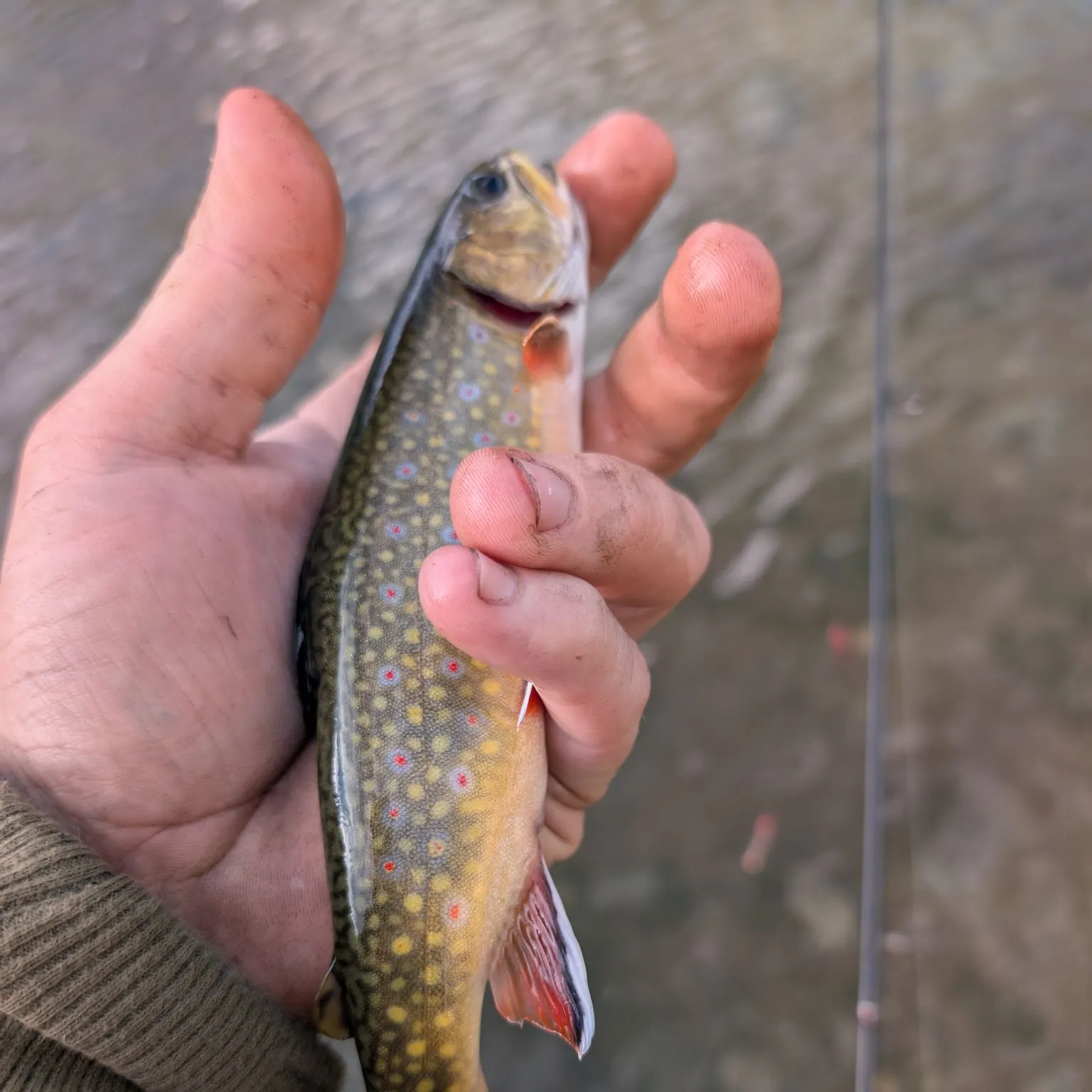 Brook trout caught on Fishbrain