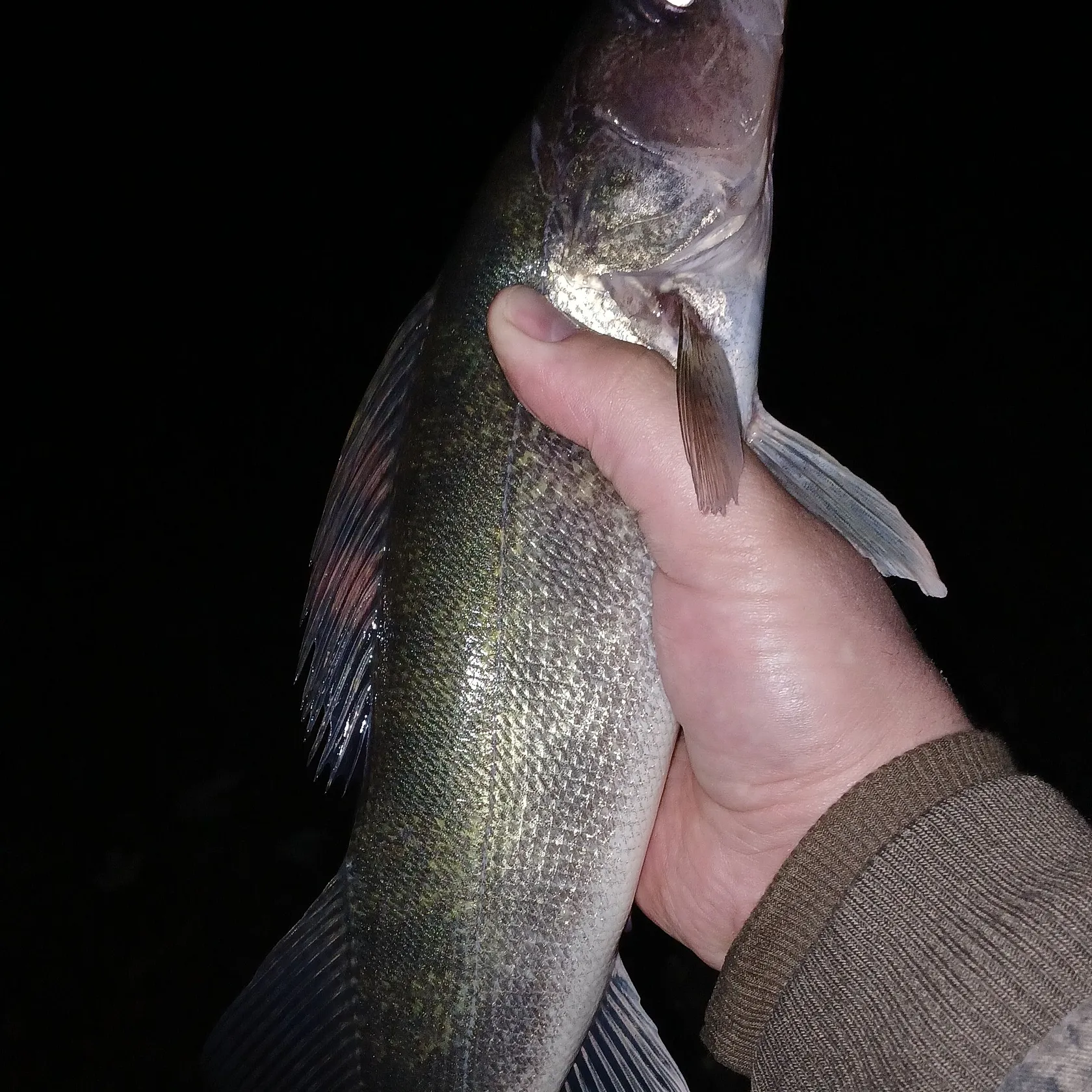 Walleye caught on Fishbrain