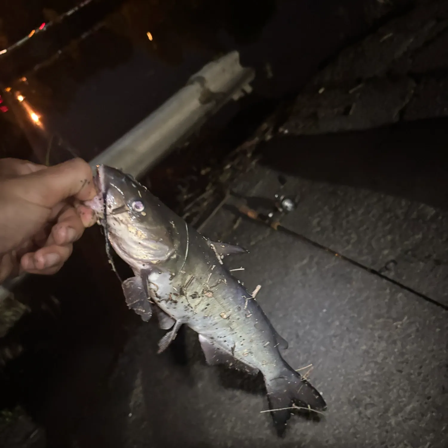Channel catfish caught on Fishbrain