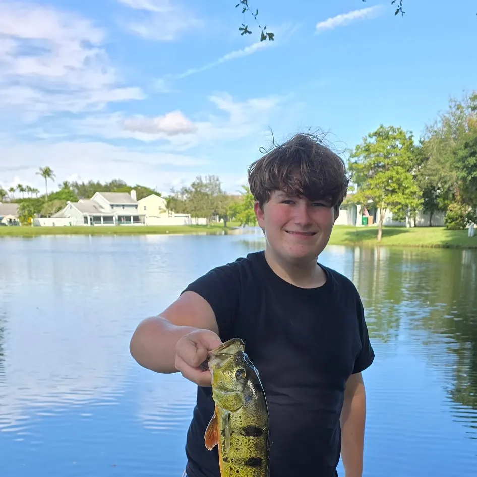 The most recent Butterfly peacock bass catches on Fishbrain